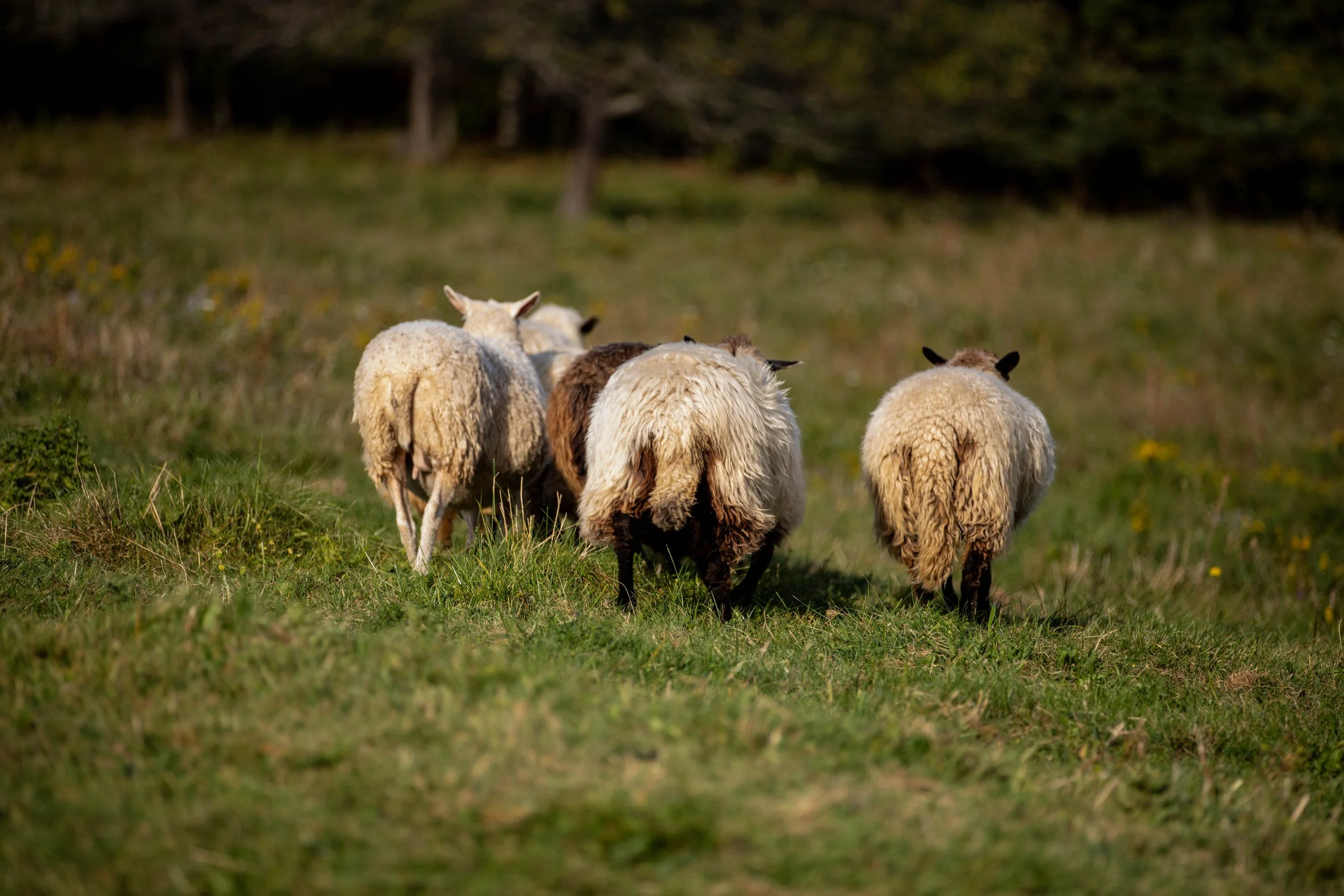 A group of sheep grazing in a grassy field, with trees in the background.