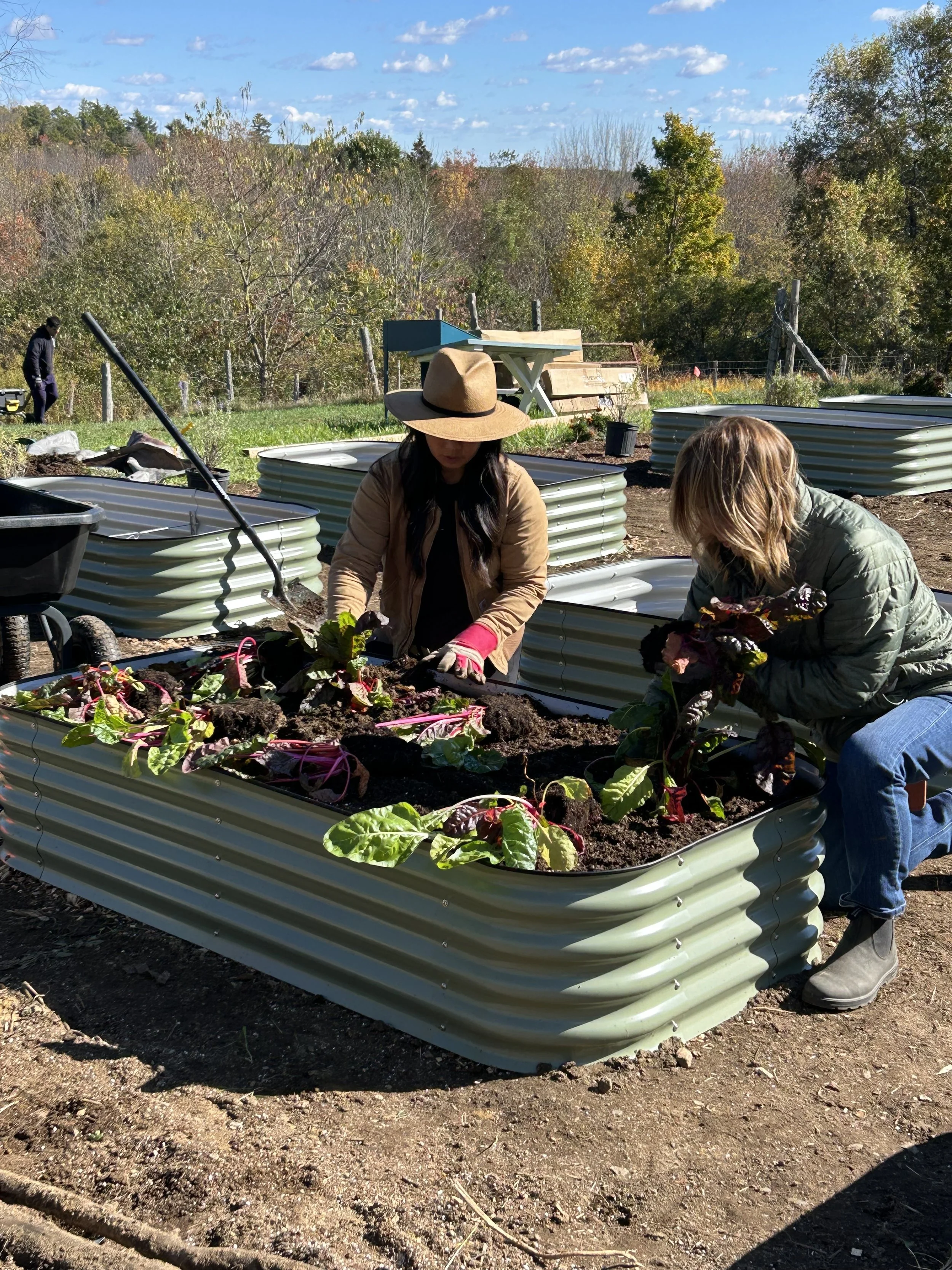 Two women planting vegetables in raised garden beds made from metal containers on a sunny day. There are trees and a blue sky with clouds in the background.