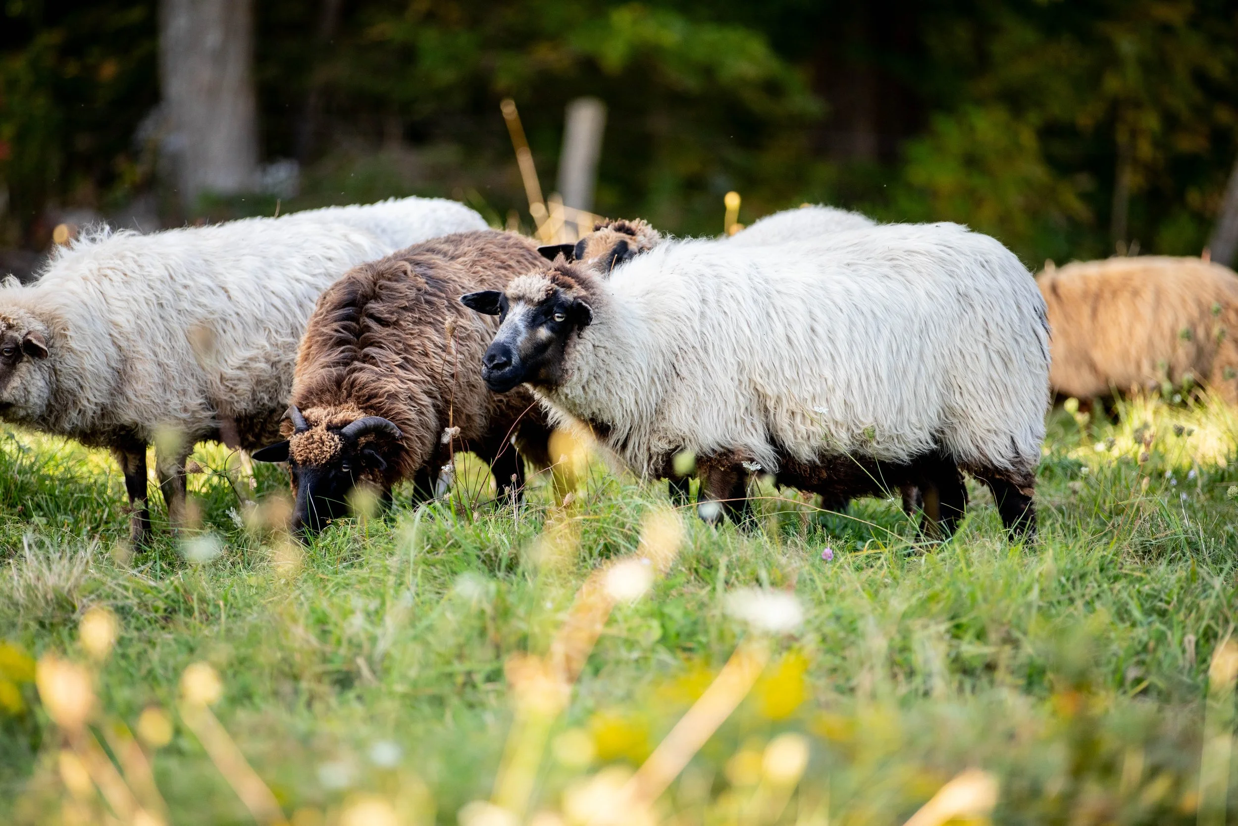 Group of sheep grazing on a grassy field with trees in the background.