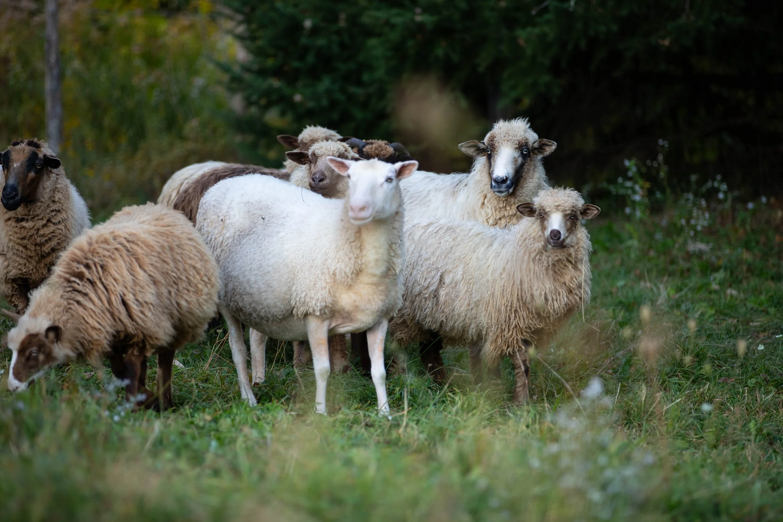 A flock of sheep and goats grazing outdoors in a grassy area with trees in the background.
