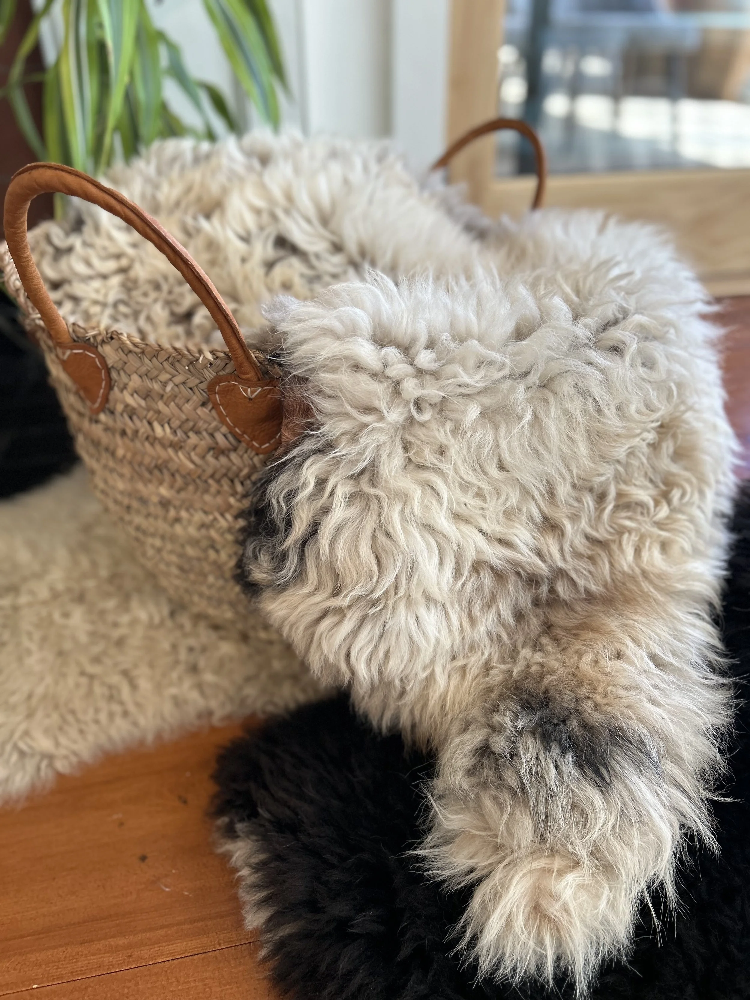 A fluffy dog with curly cream and black fur lying in a wicker basket on a wooden floor near a window.