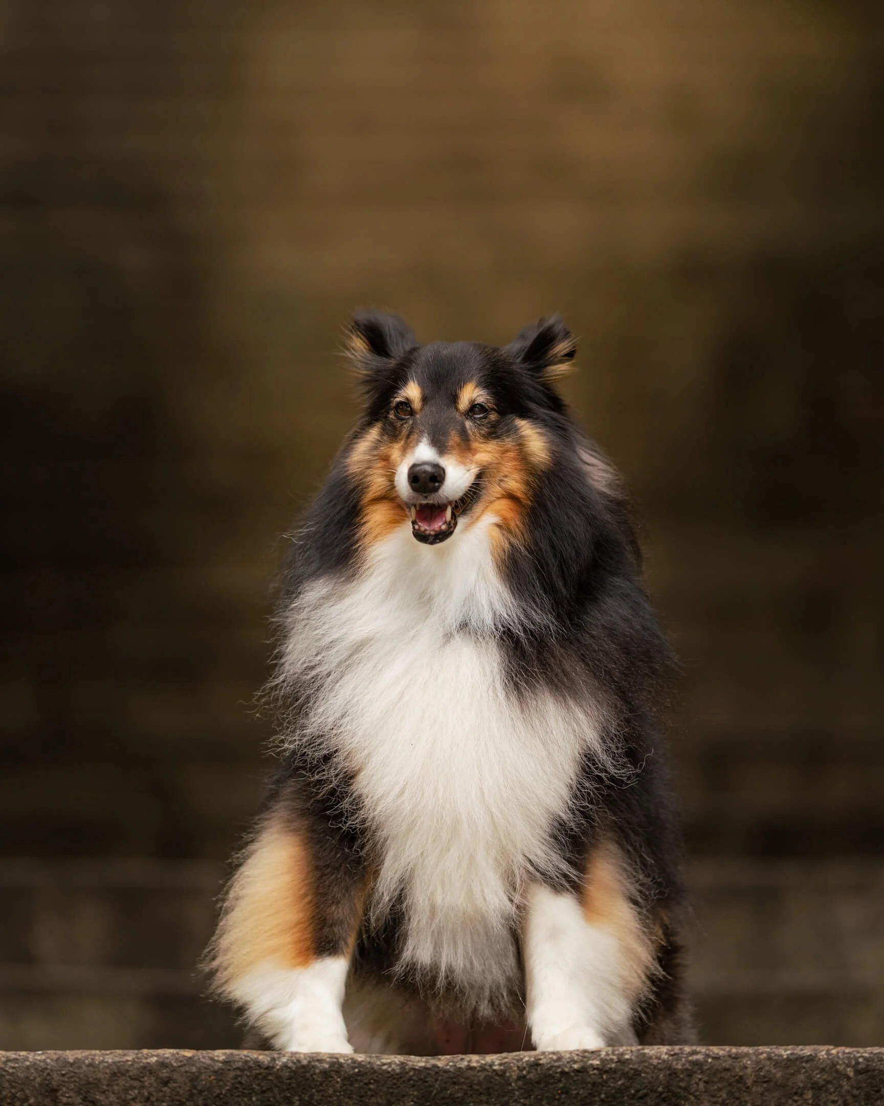 Pepper the Sheltie in Sheung Wan