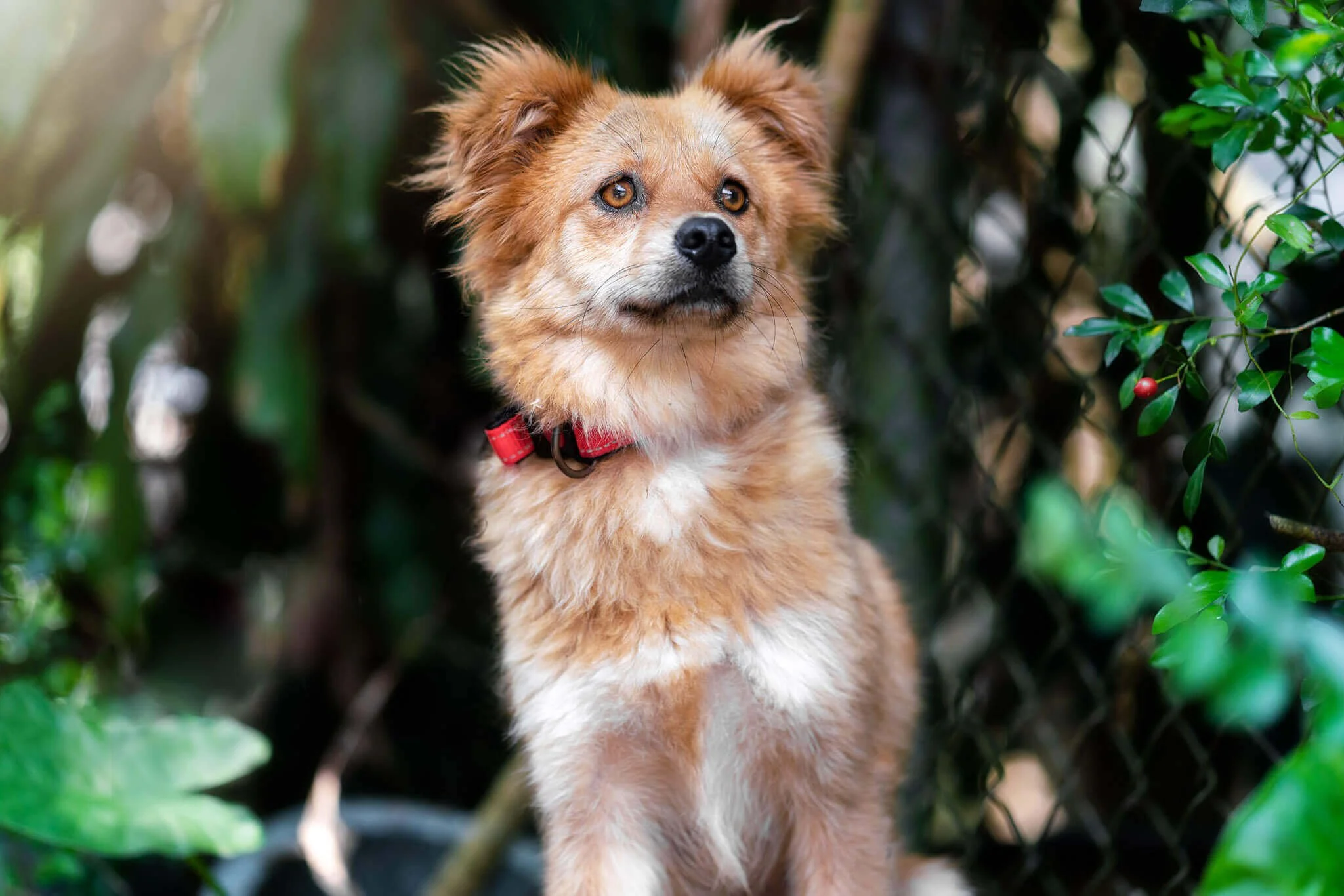 hong-kong-dog-photos-7.jpg