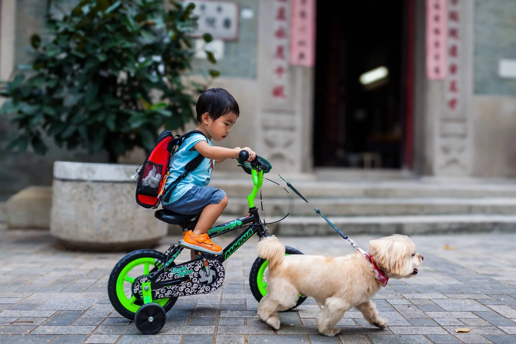 Boy and his dog during a lifestyle photography session in Kennedy Town Hong Kong