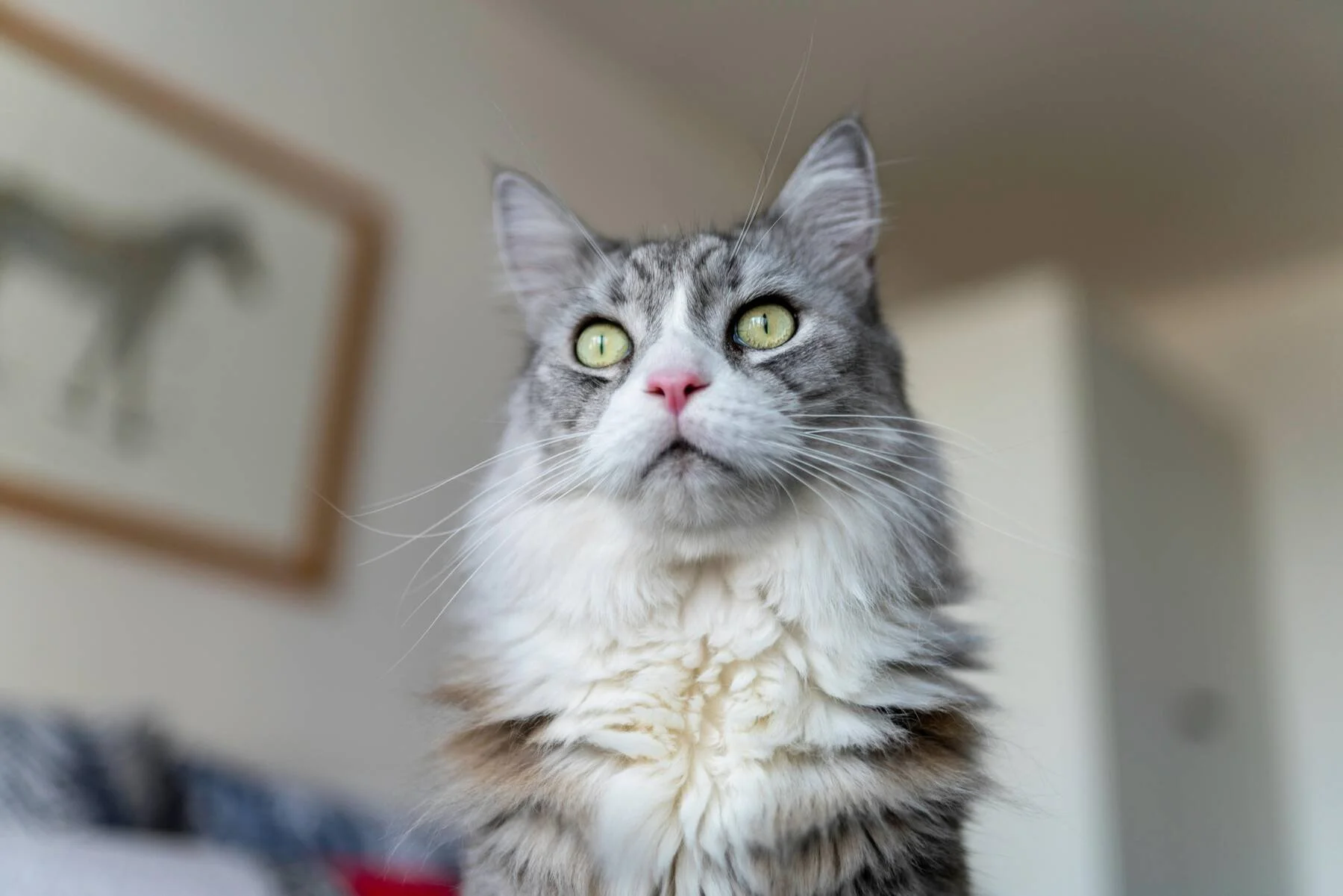 Cat at home during a pet photo session