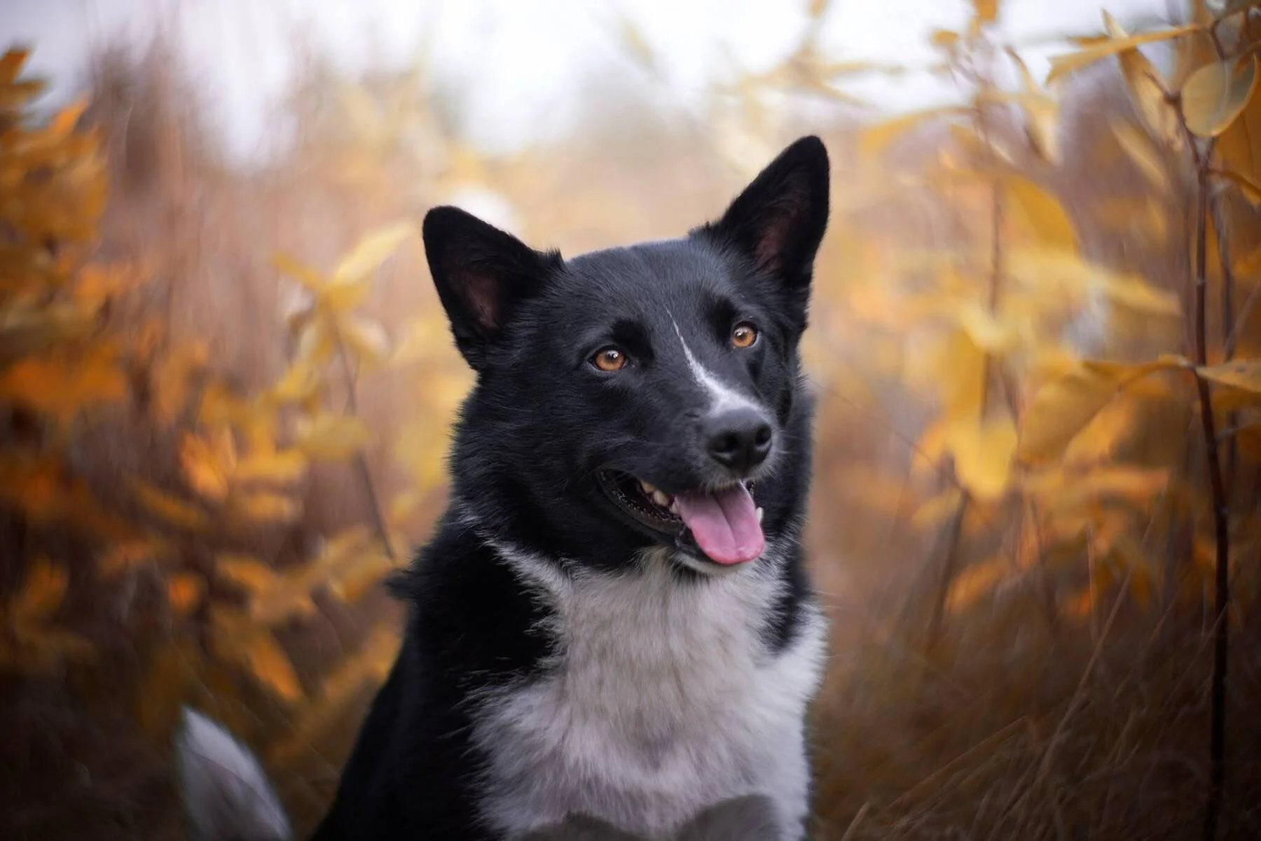 Candid dog photography capturing the curious expression of a dog in a park setting.