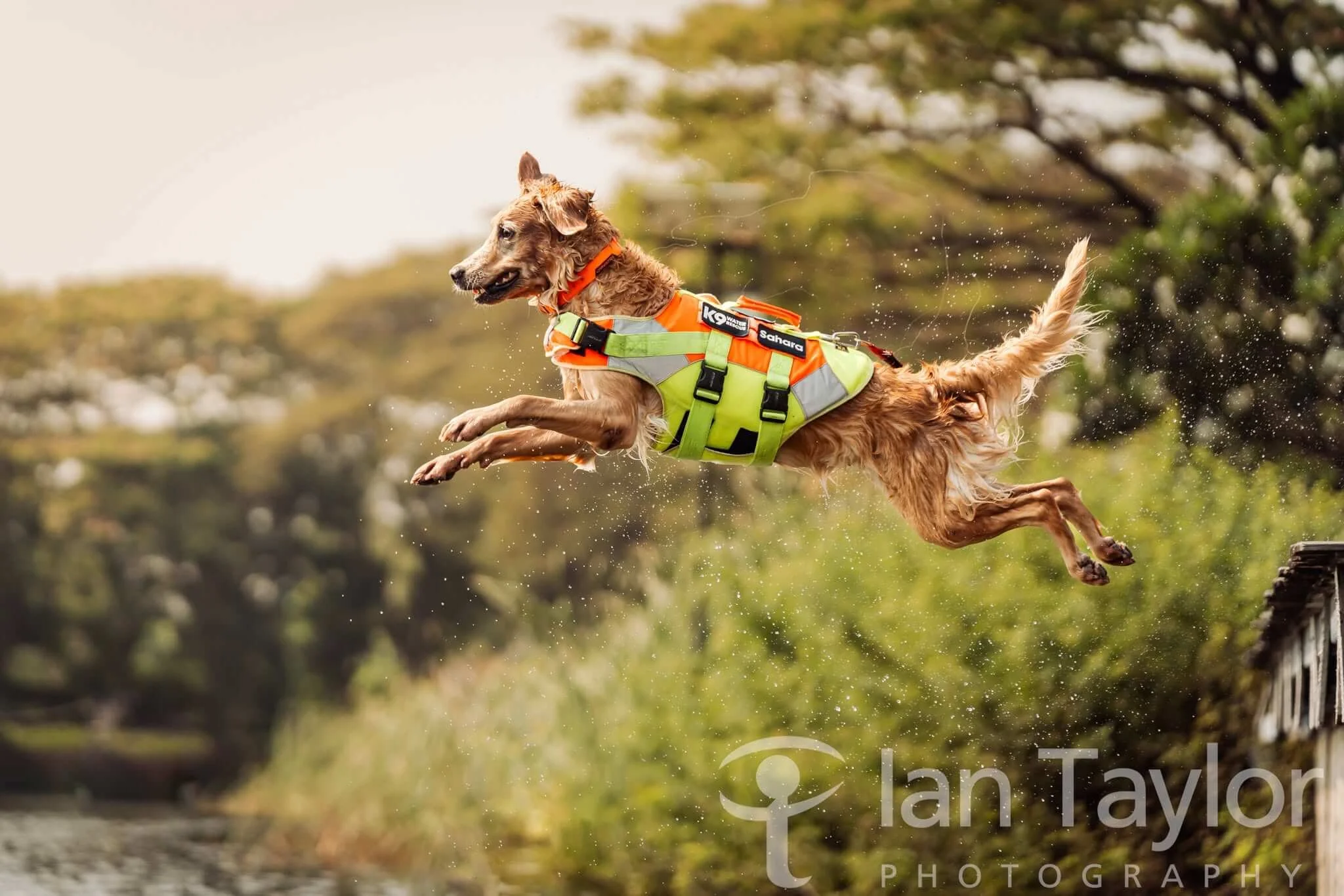 K9 Rescue dog leaping into lake 