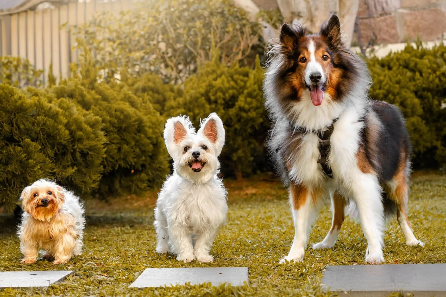 three-rescue-dogs-hong-kong-pets.jpg