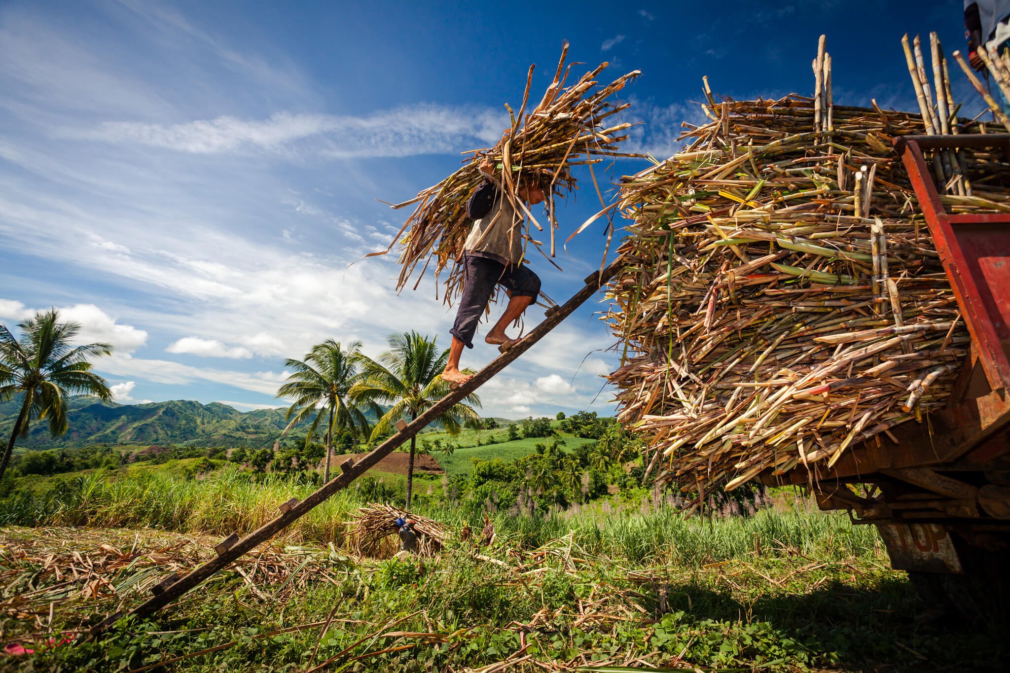 Man loads sugarcane on a truck in the Philippines.