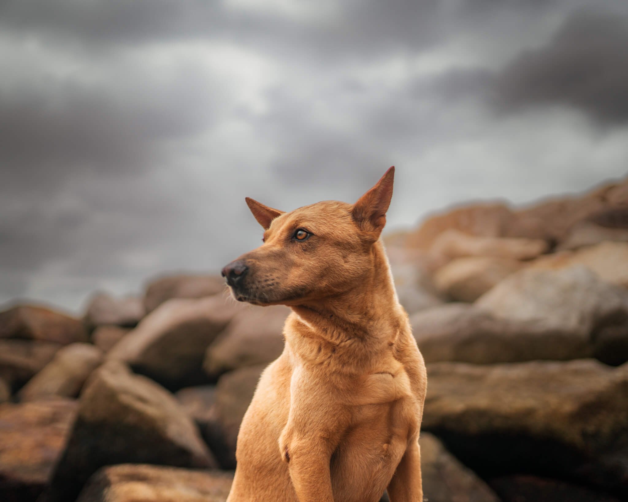 Portrait of a dog on Shek-O Beach, Hong Kong during a photo shoot