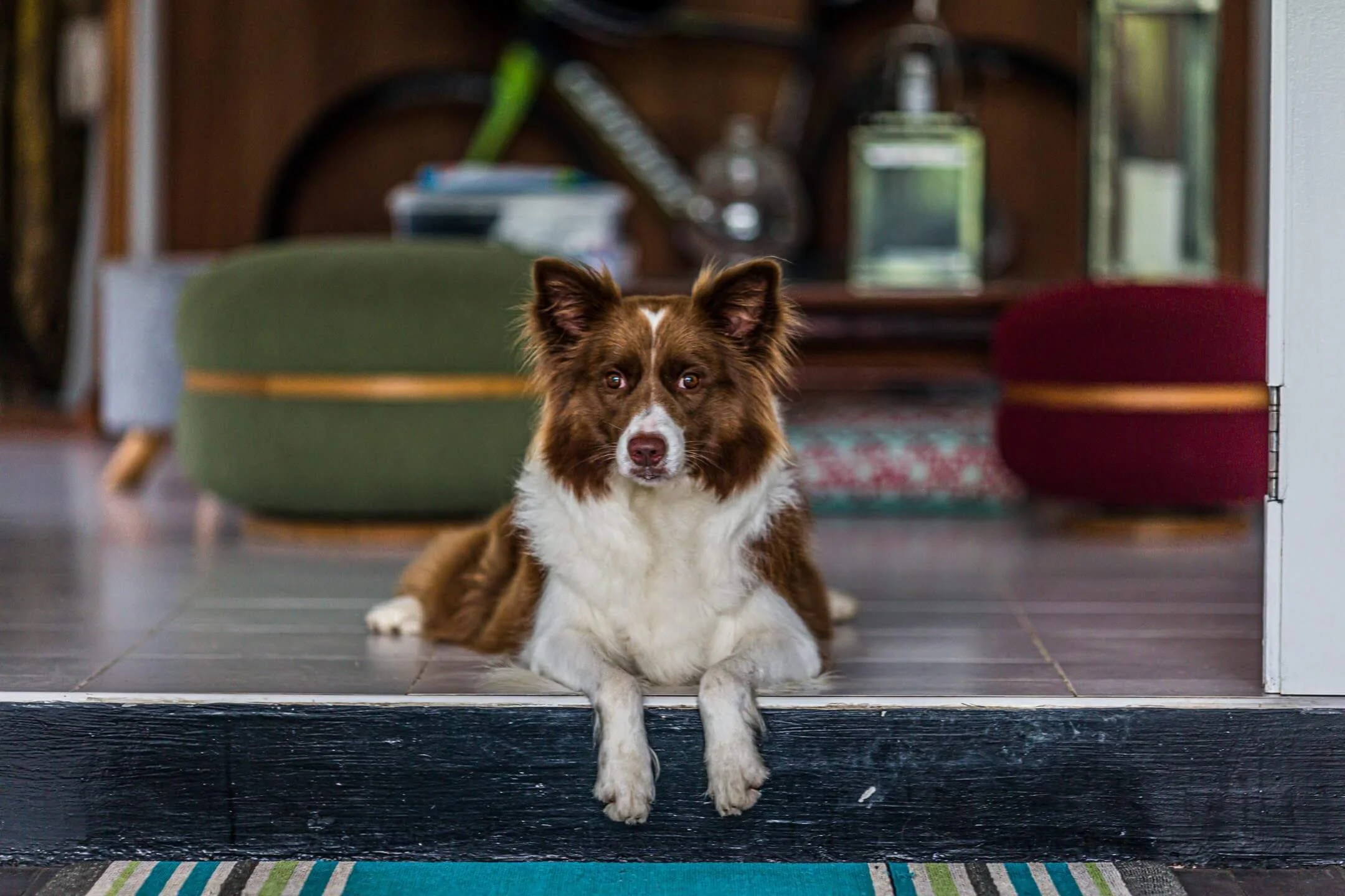 hong-kong-at-home-pet-photography.jpg
