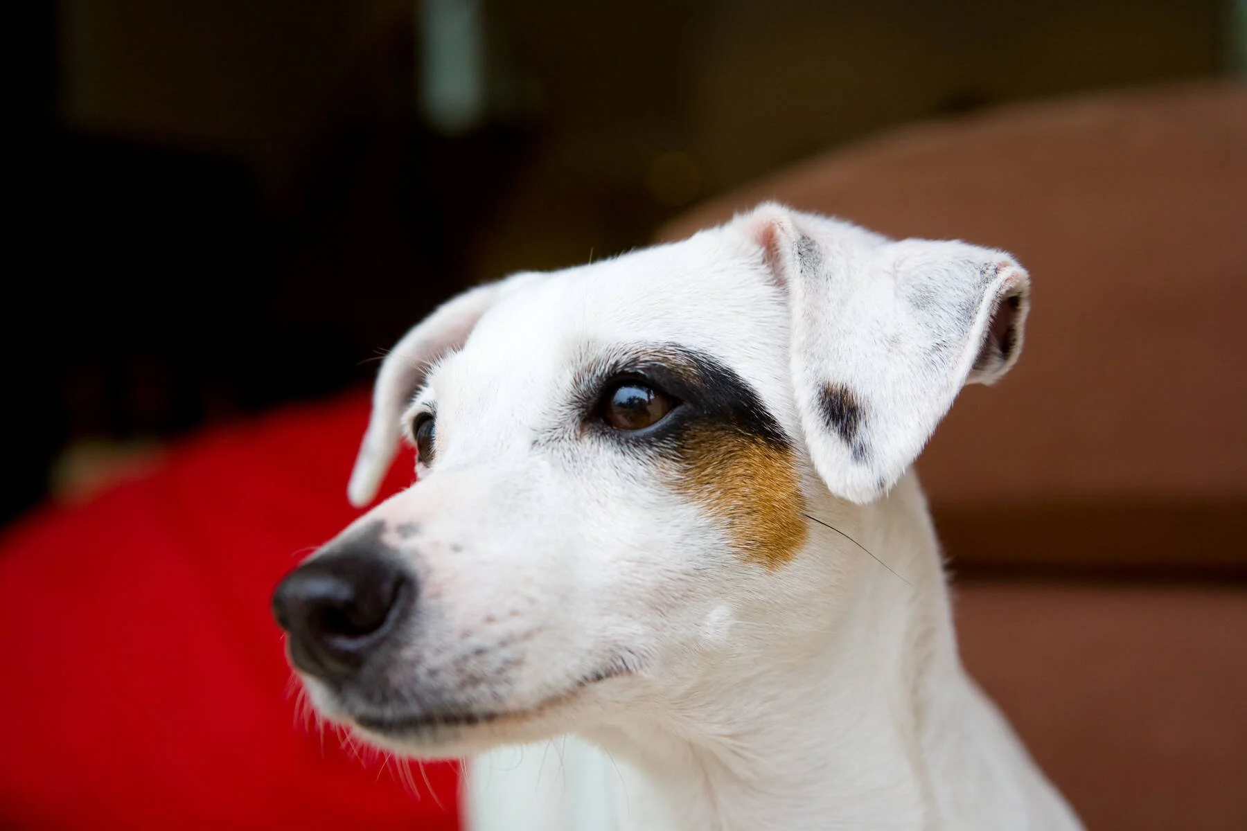 hong-kong-dog-photographer-3.jpg