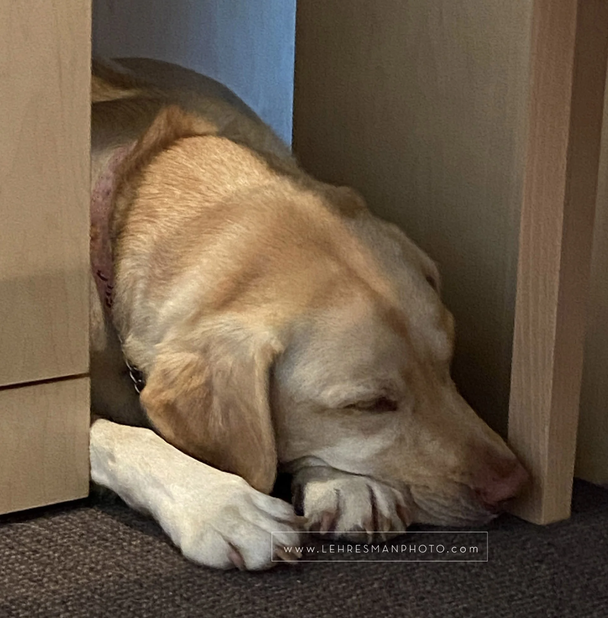 LEP-Allie-dog-lab-sleeping-21-2-web.jpg