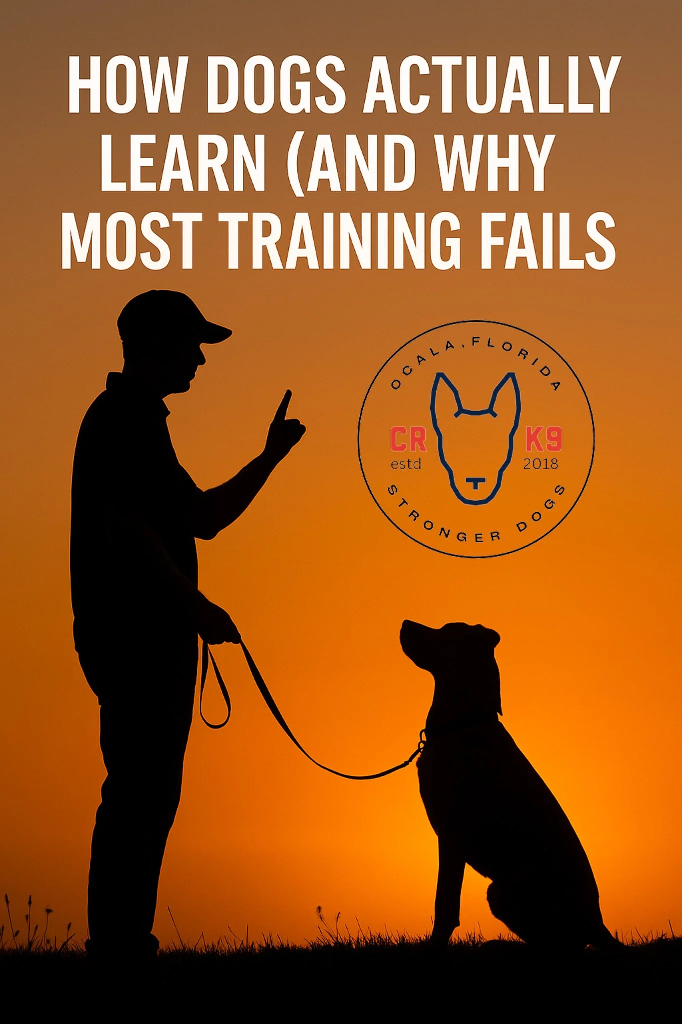 🧠 How Dogs Actually Learn (And Why Most Training Fails)