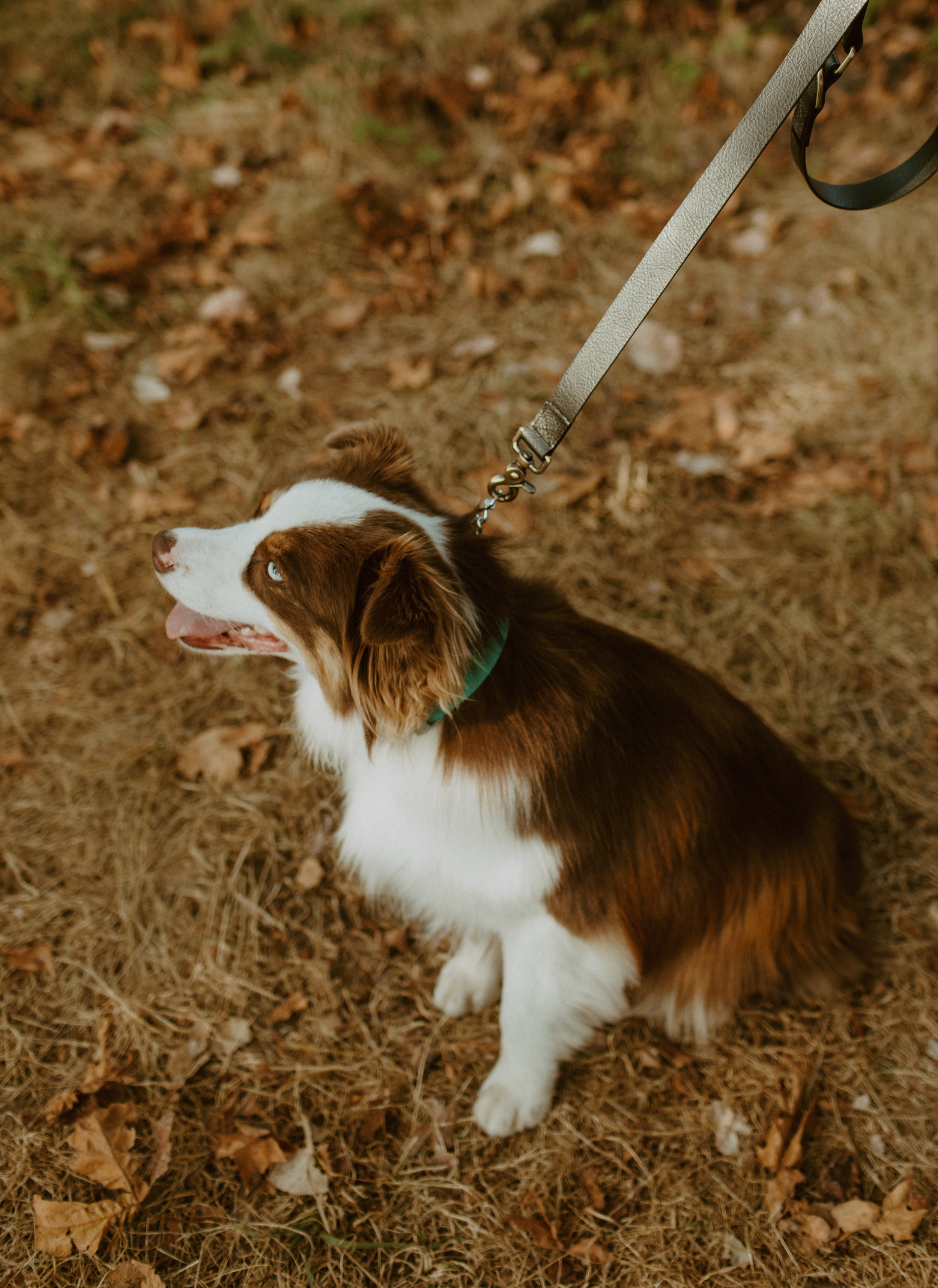 Discovery Park Seattle_ WA _ Micro Wedding Elopement Photography _ Backcountry Bohemians-21.jpg