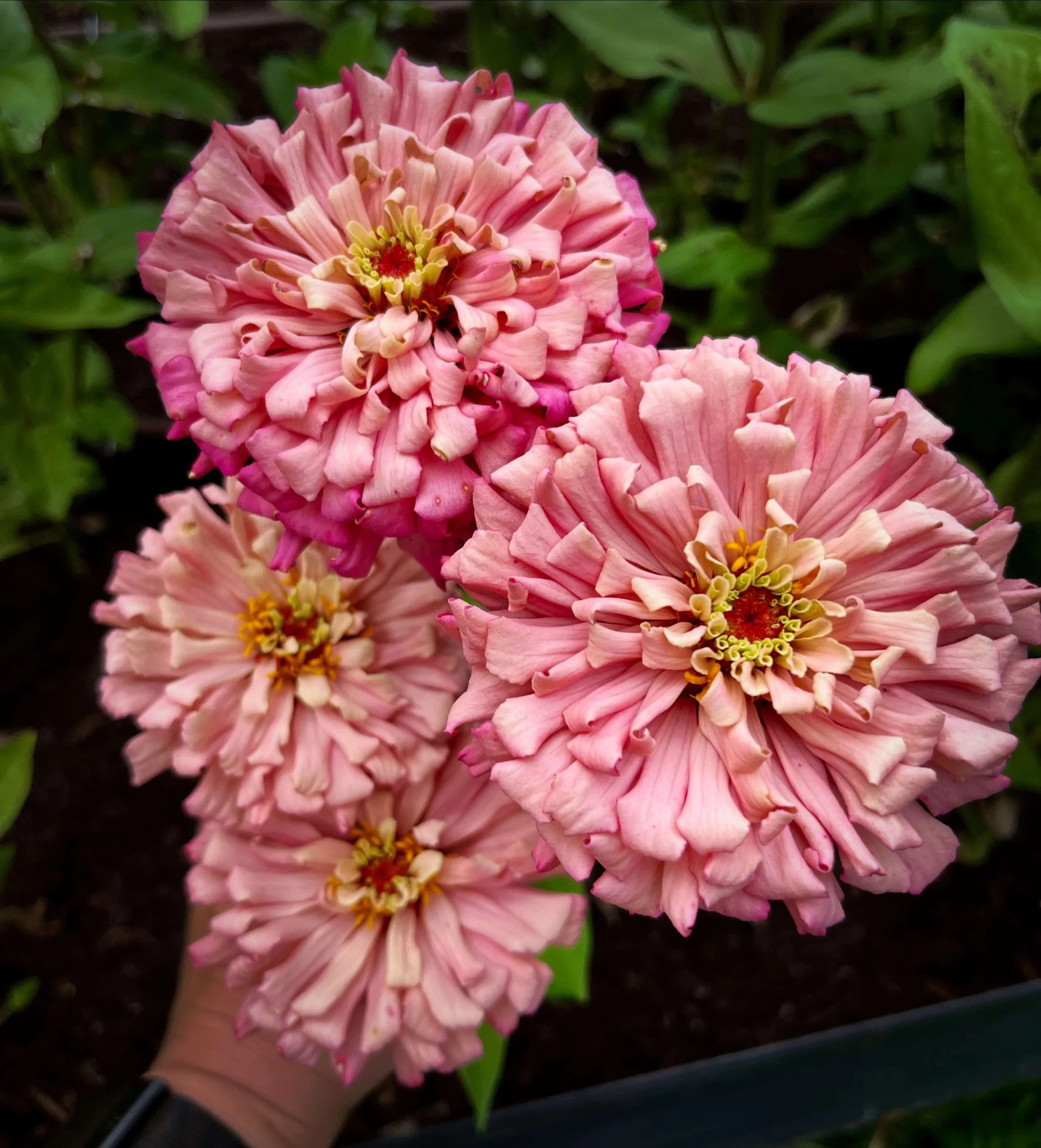 pink flowers in a farm