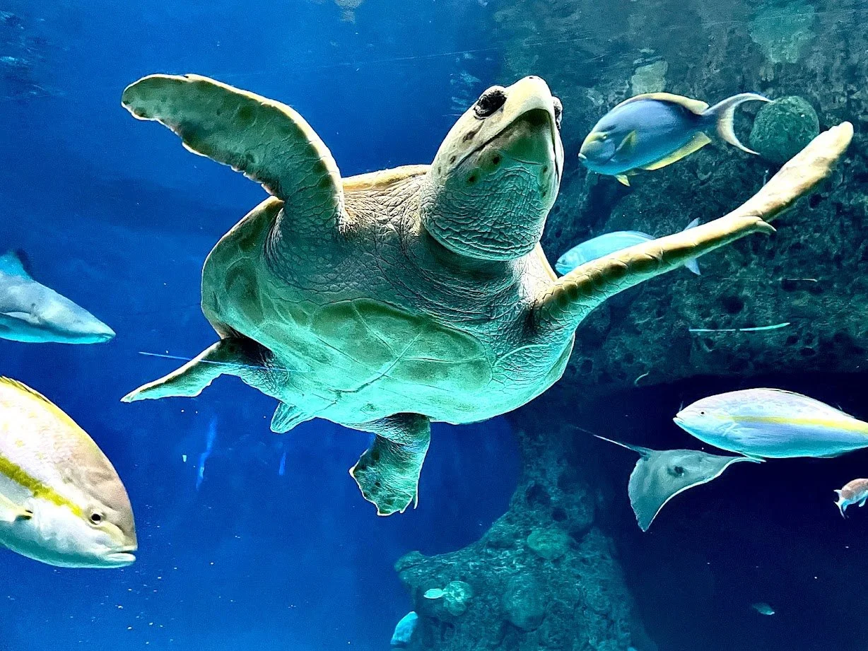 sea turtle.jpg