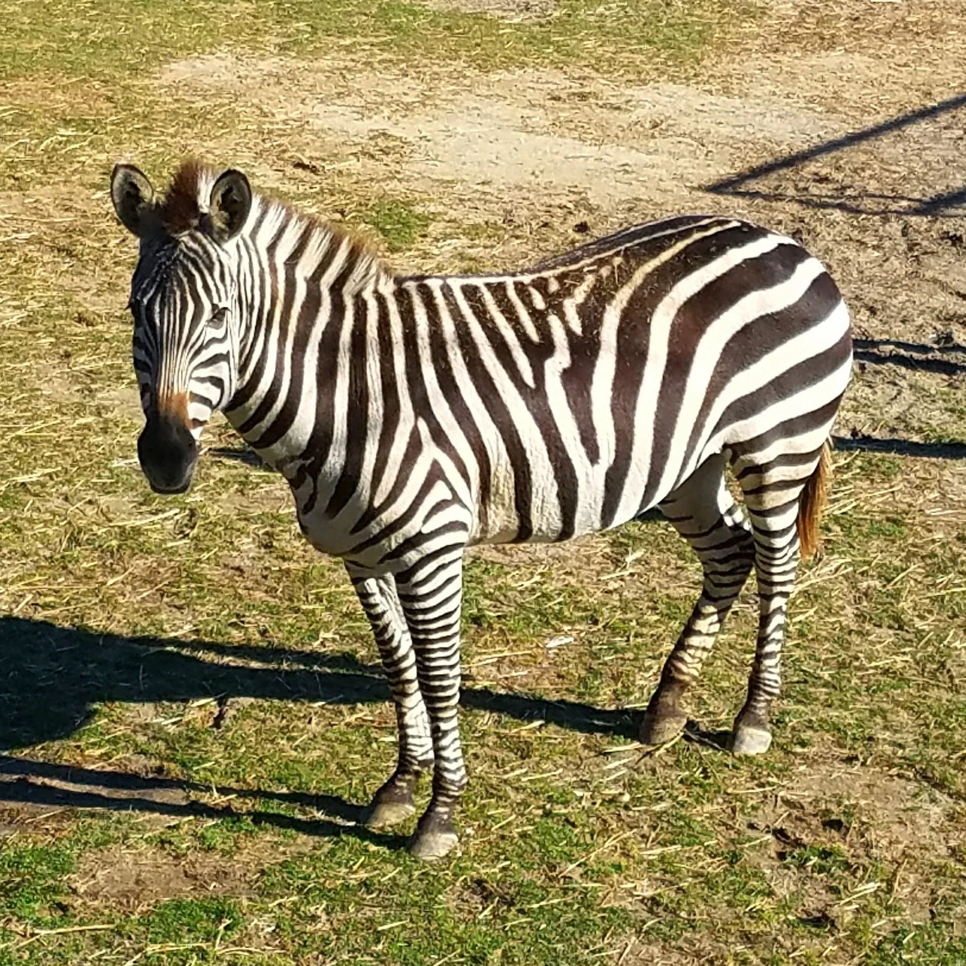 zebra.jpg