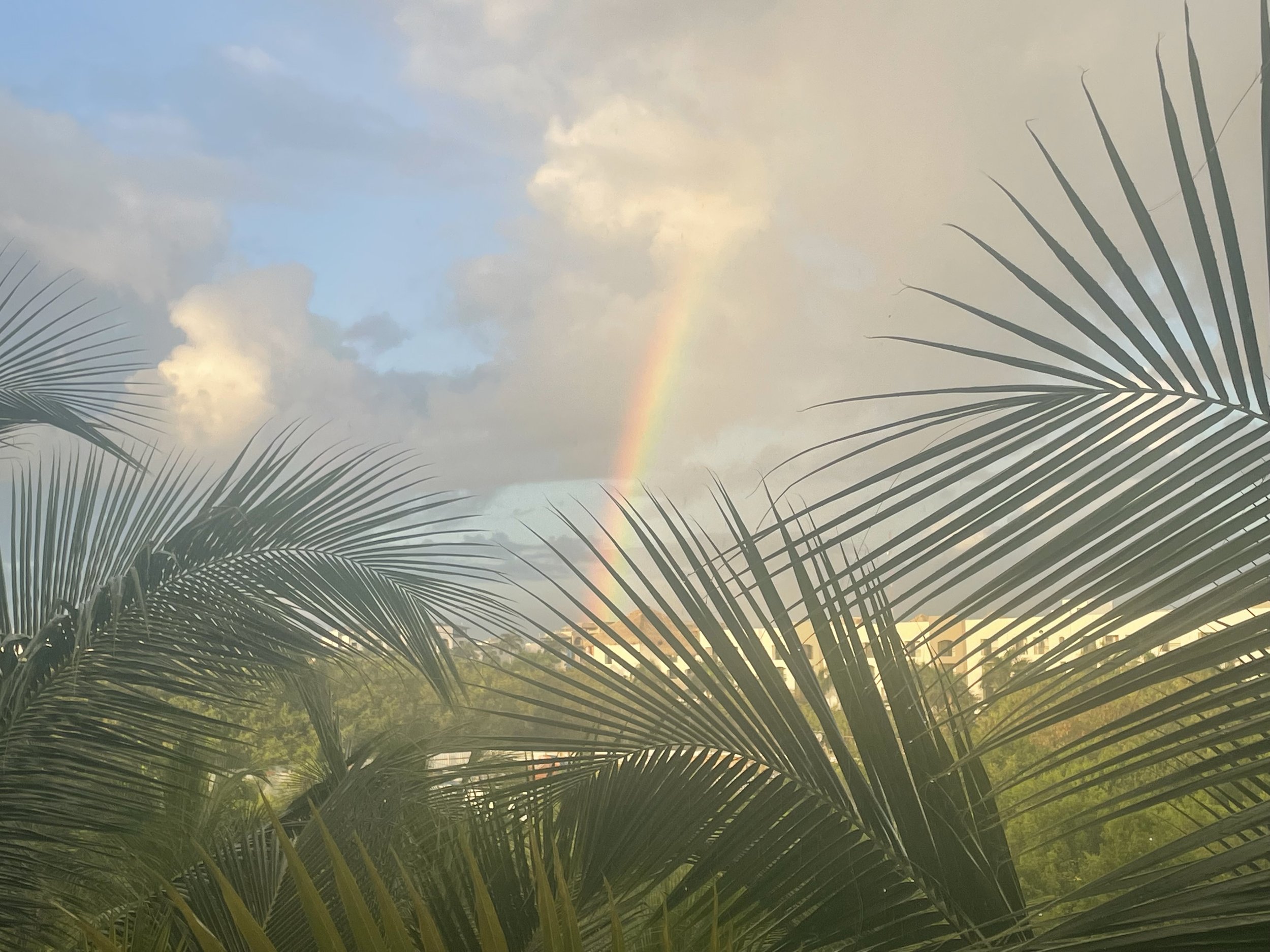 rainbow palm trees.jpg
