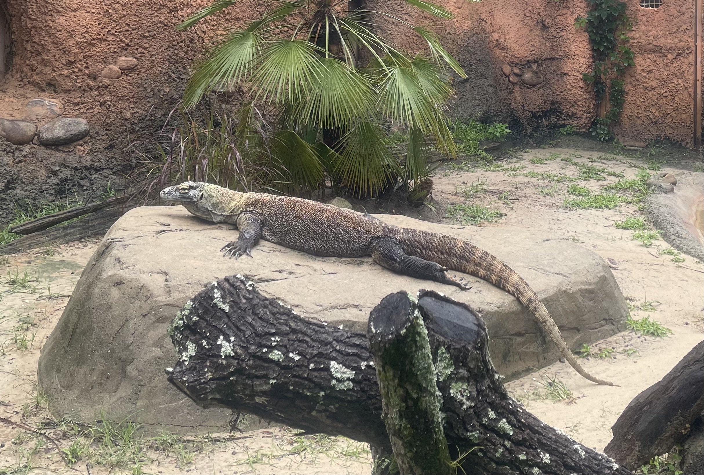 gila monster.jpg