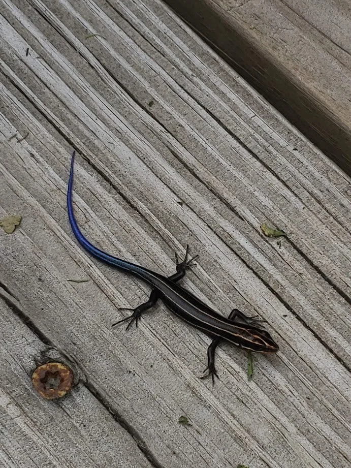skink.jpg