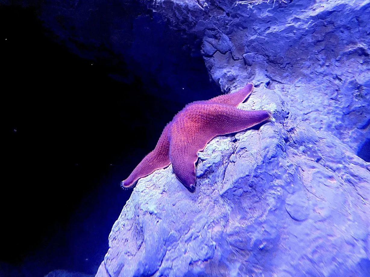 starfish.jpg
