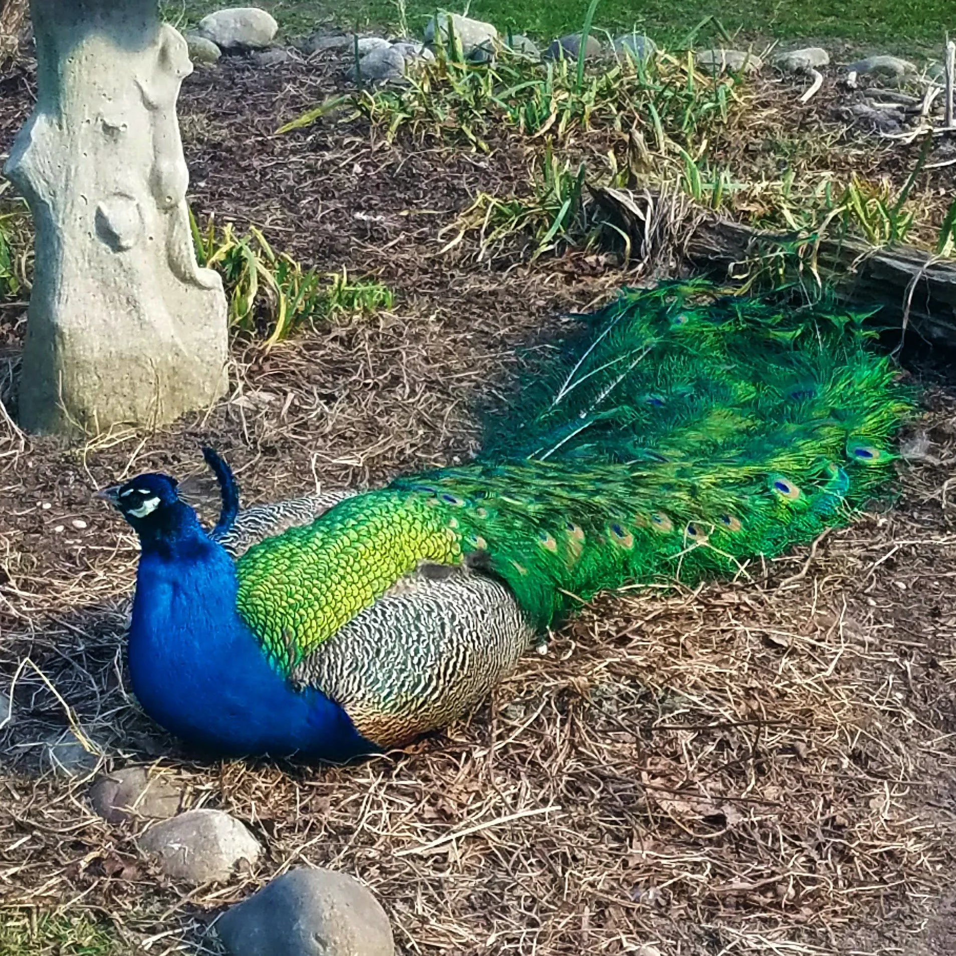 peacock.jpg
