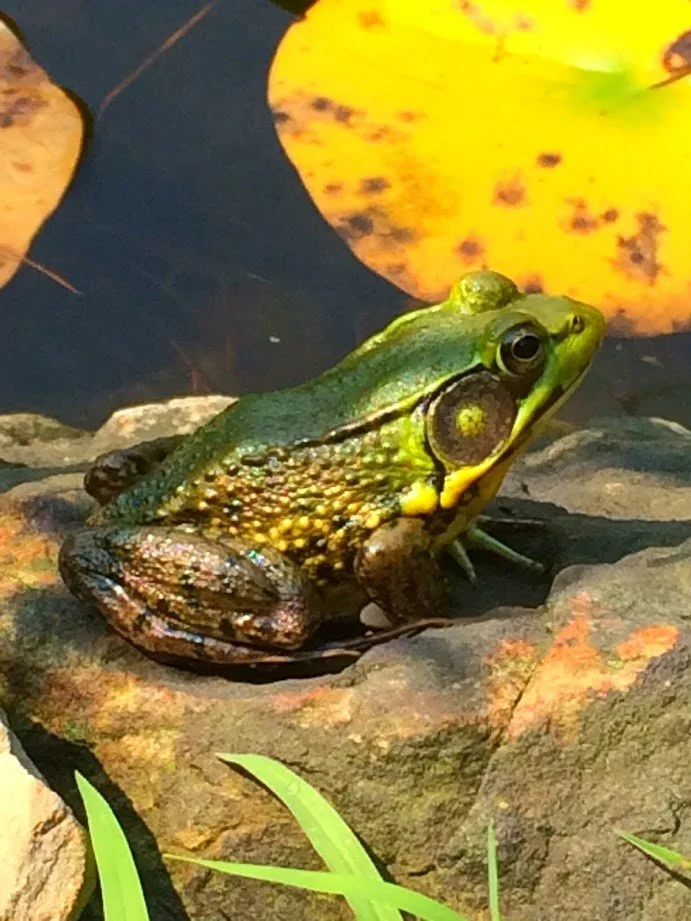 frog.jpg
