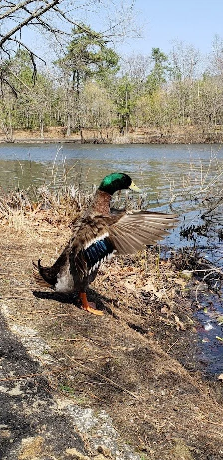 mallard.jpg