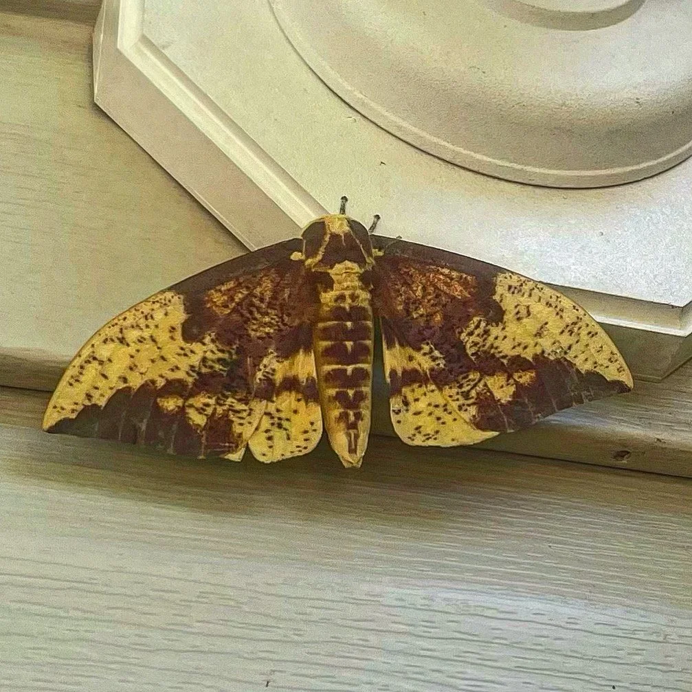 moth.jpg