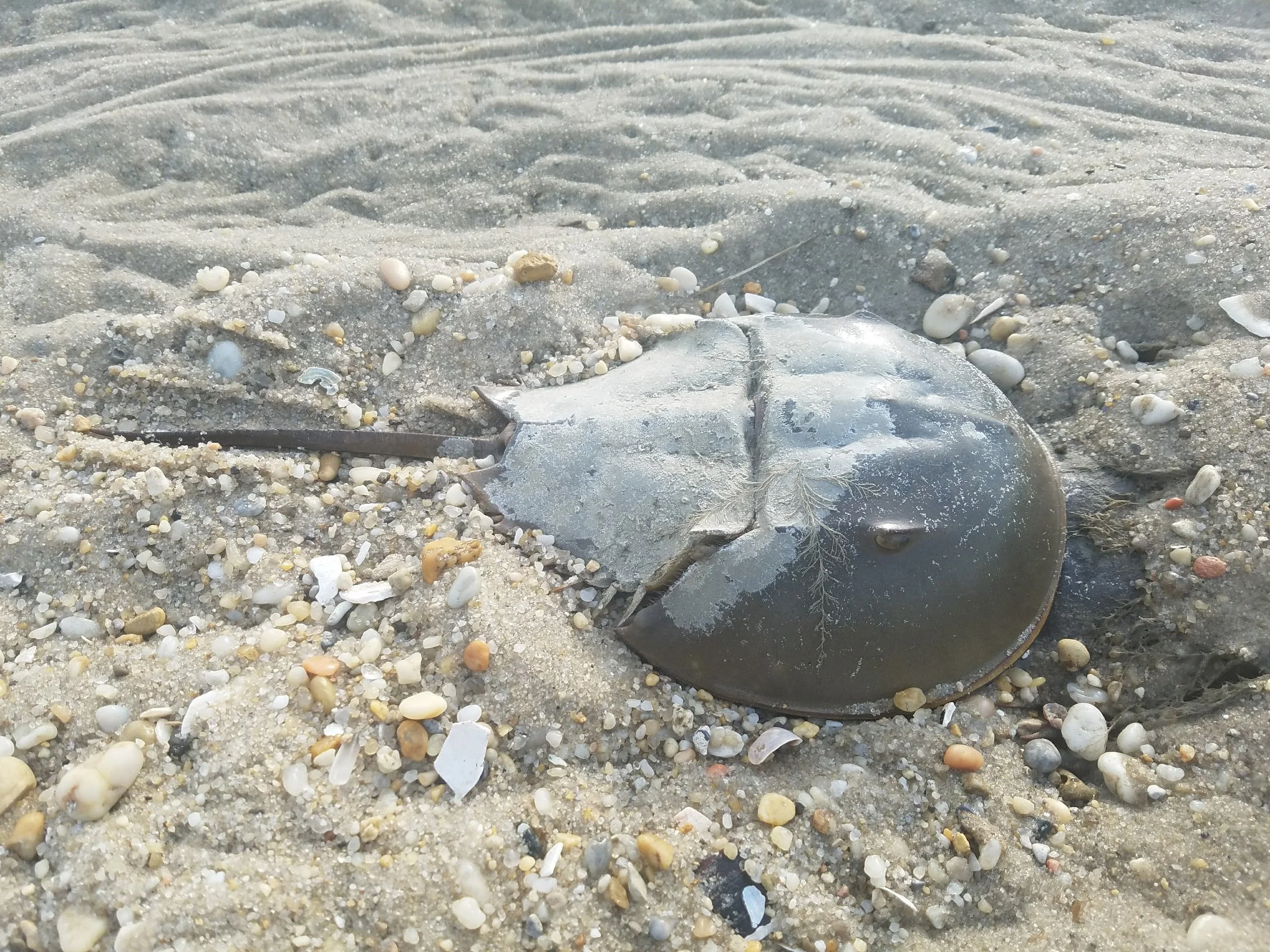 horseshoe crab.jpg