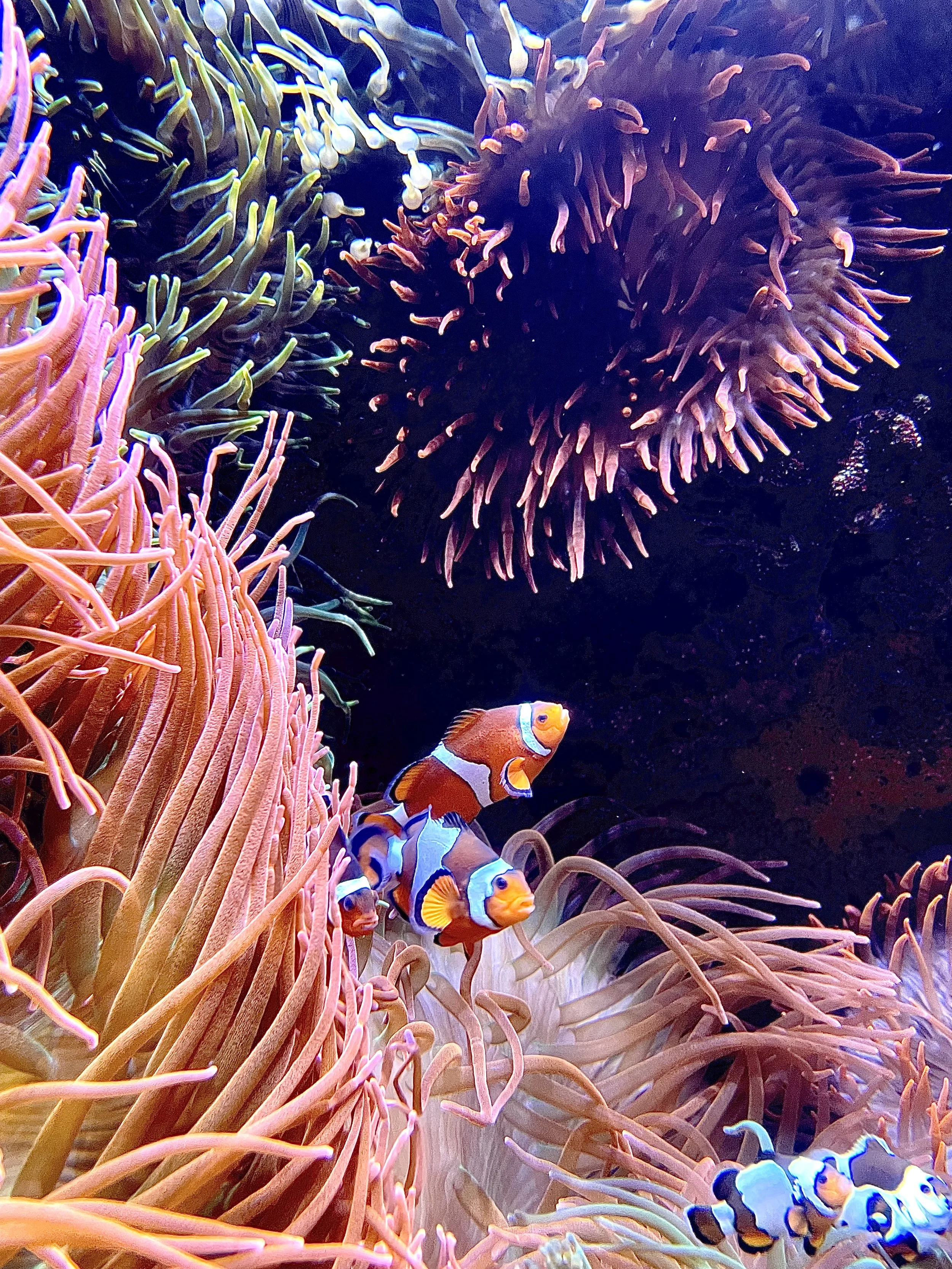 clown fish.jpg