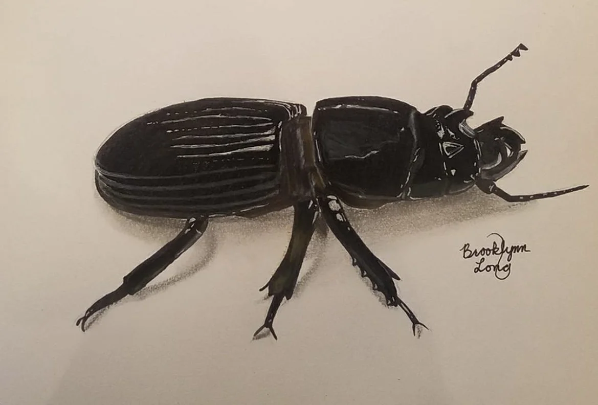 beetle - Copy.PNG