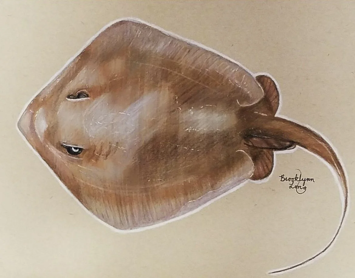 stingray.PNG