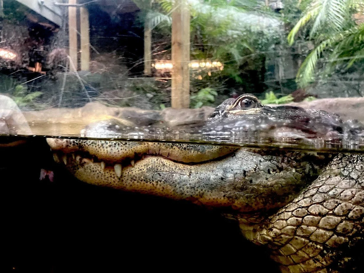 alligator.jpg