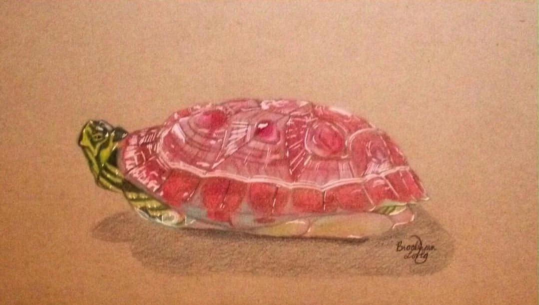 turtle.jpg
