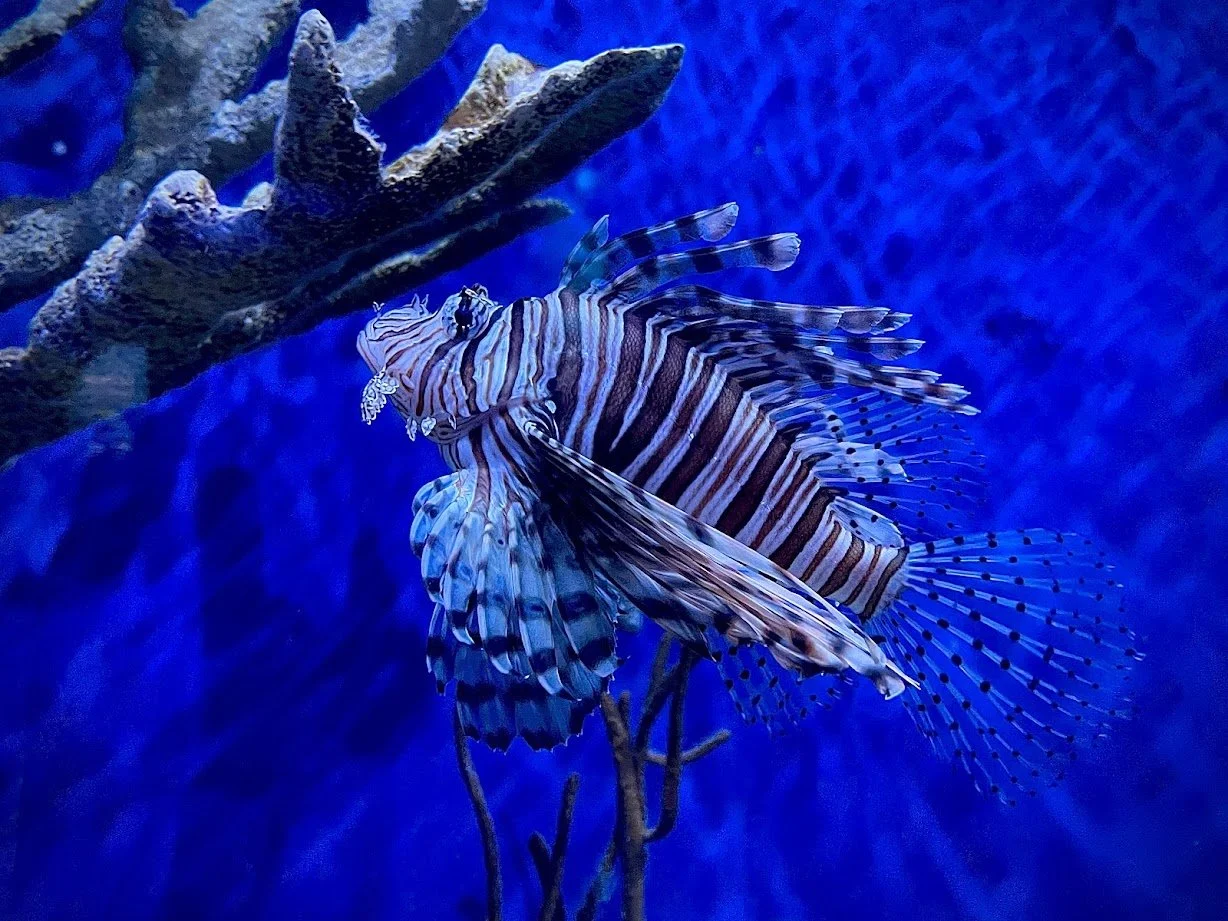 lionfish.jpg
