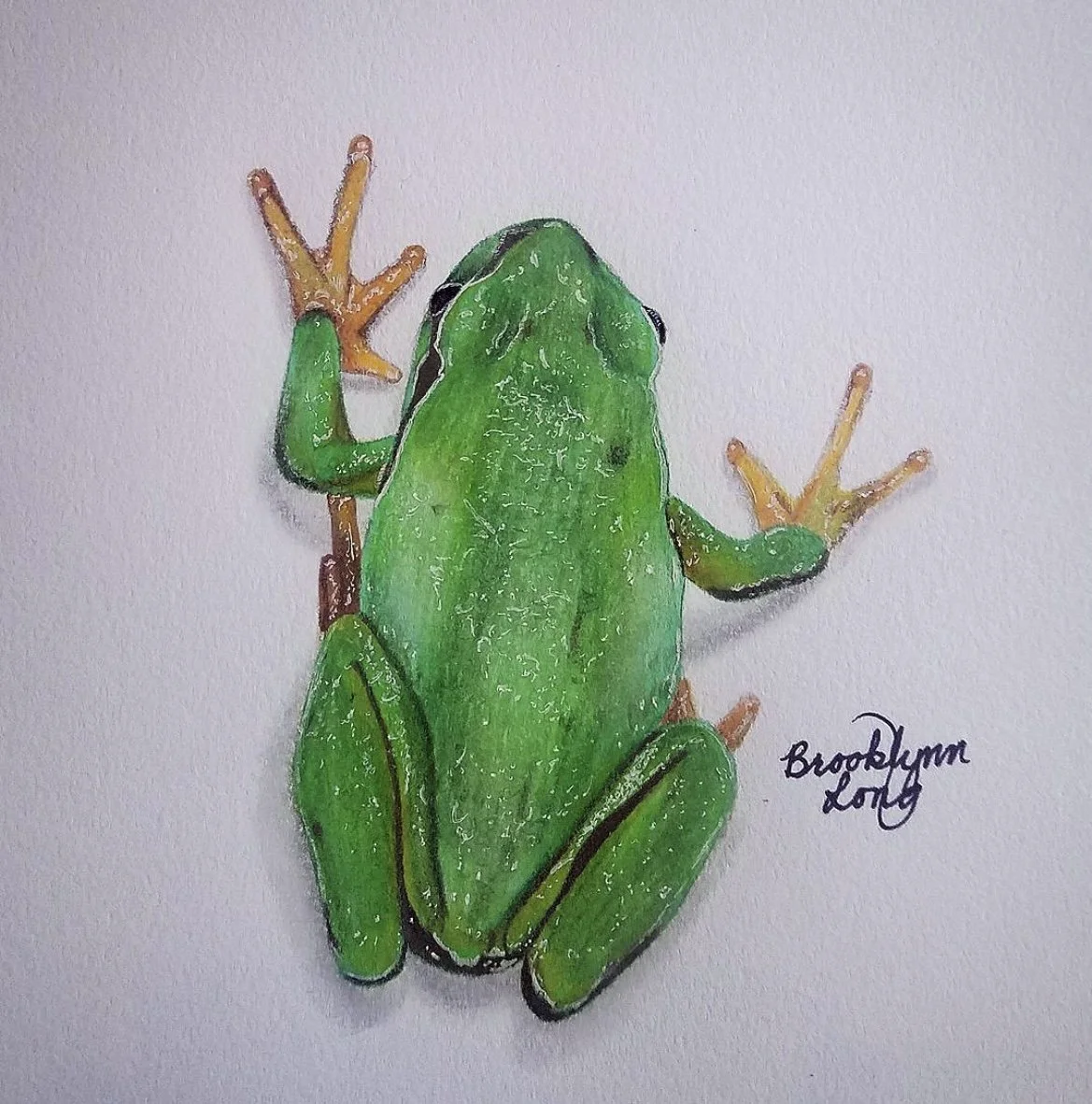 frog (2).PNG