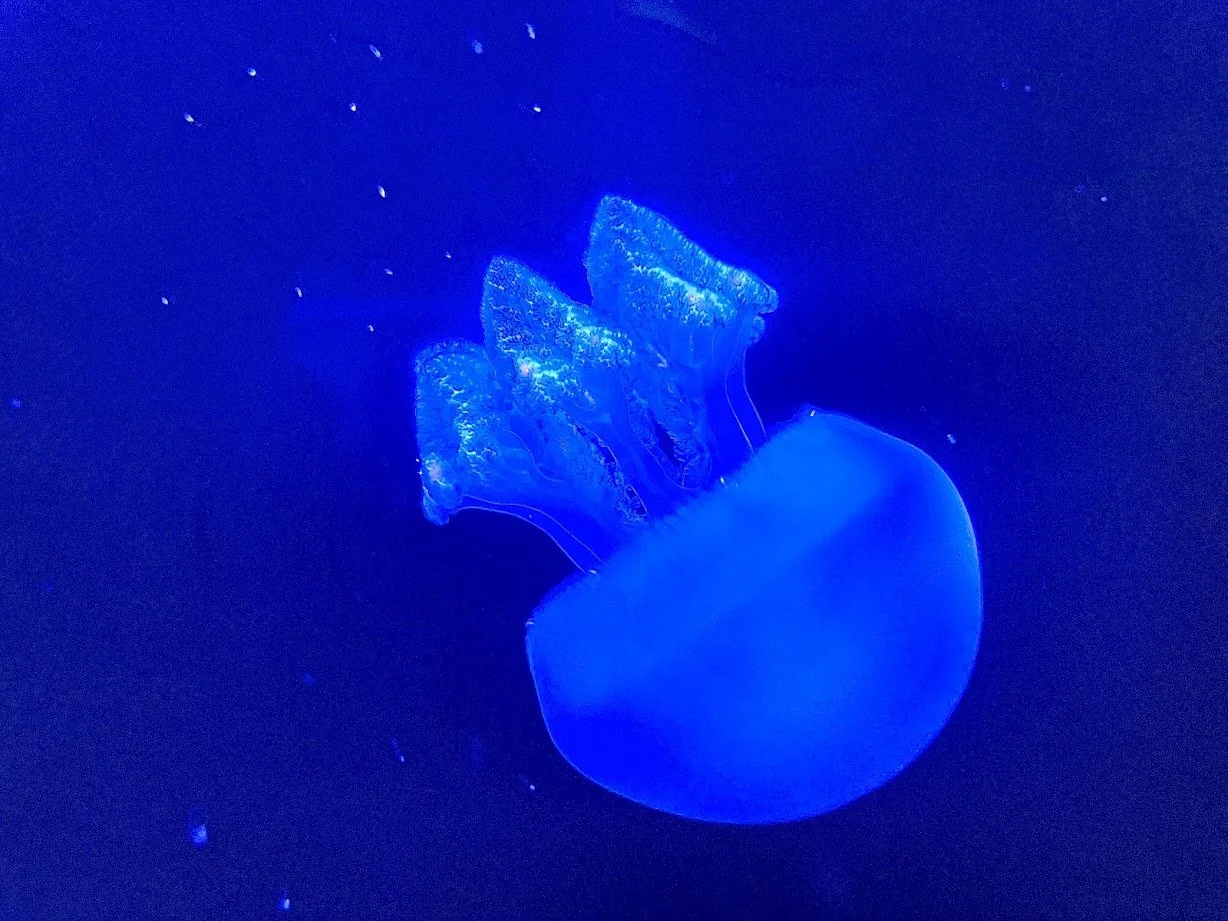jellyfish.jpg