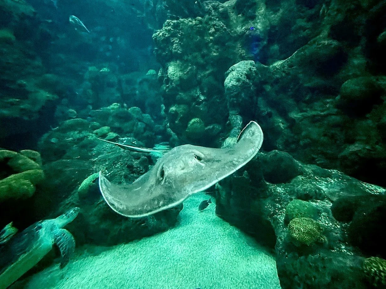 stingray.jpg