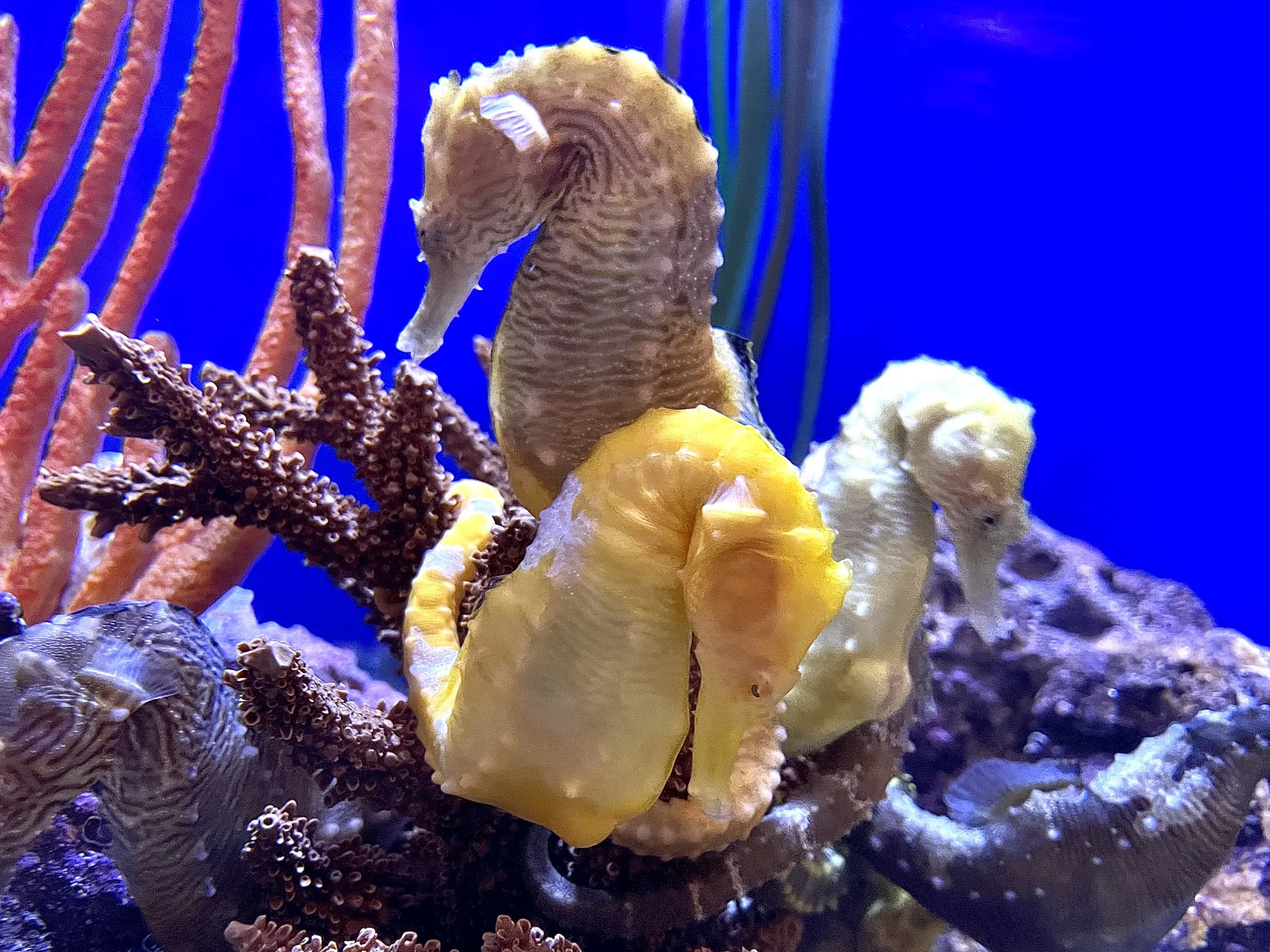 seahorses.jpg