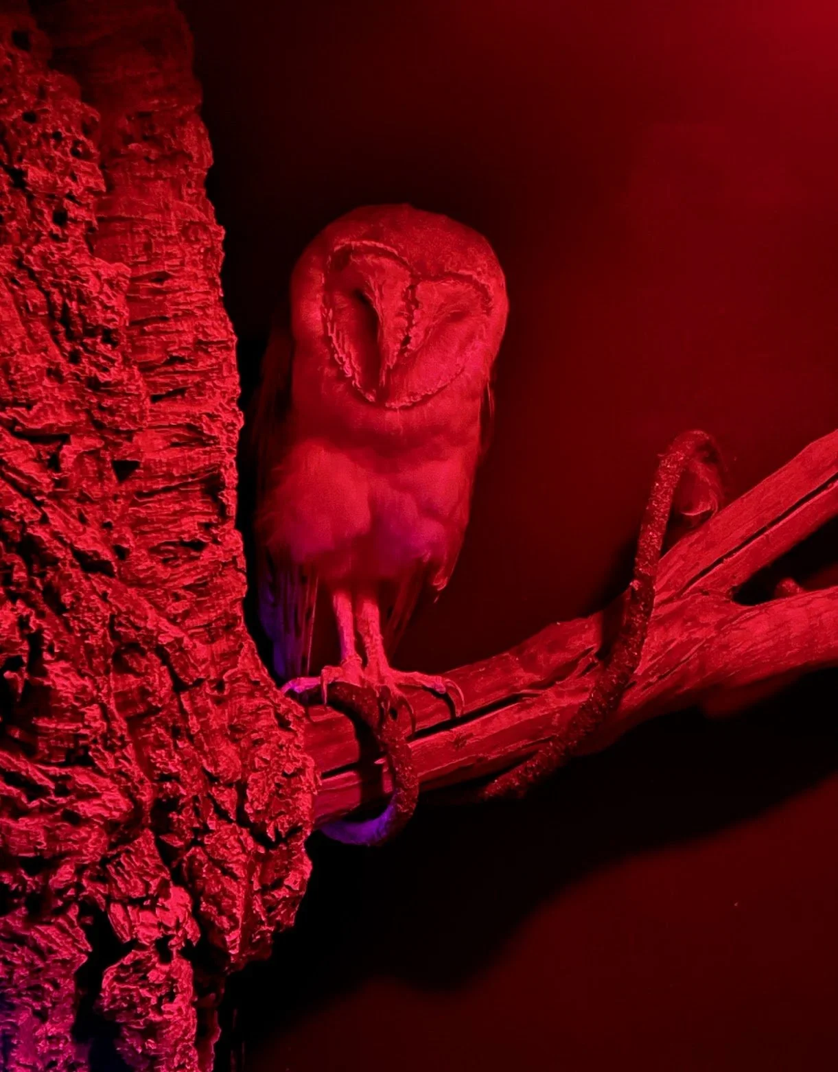 owl.jpg