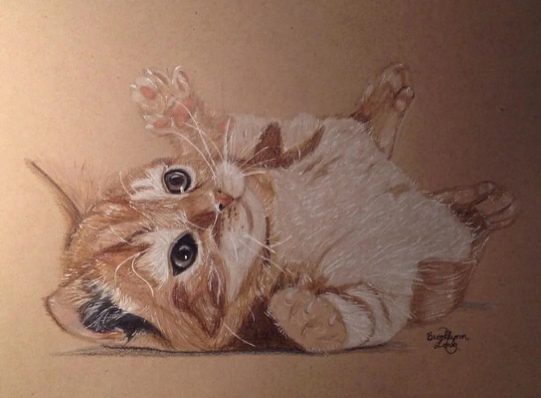cat.jpg