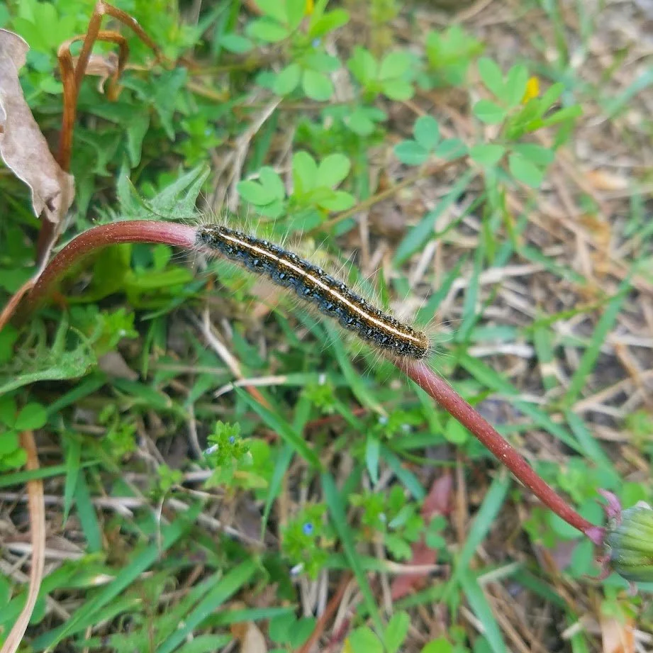 caterpillar.jpg