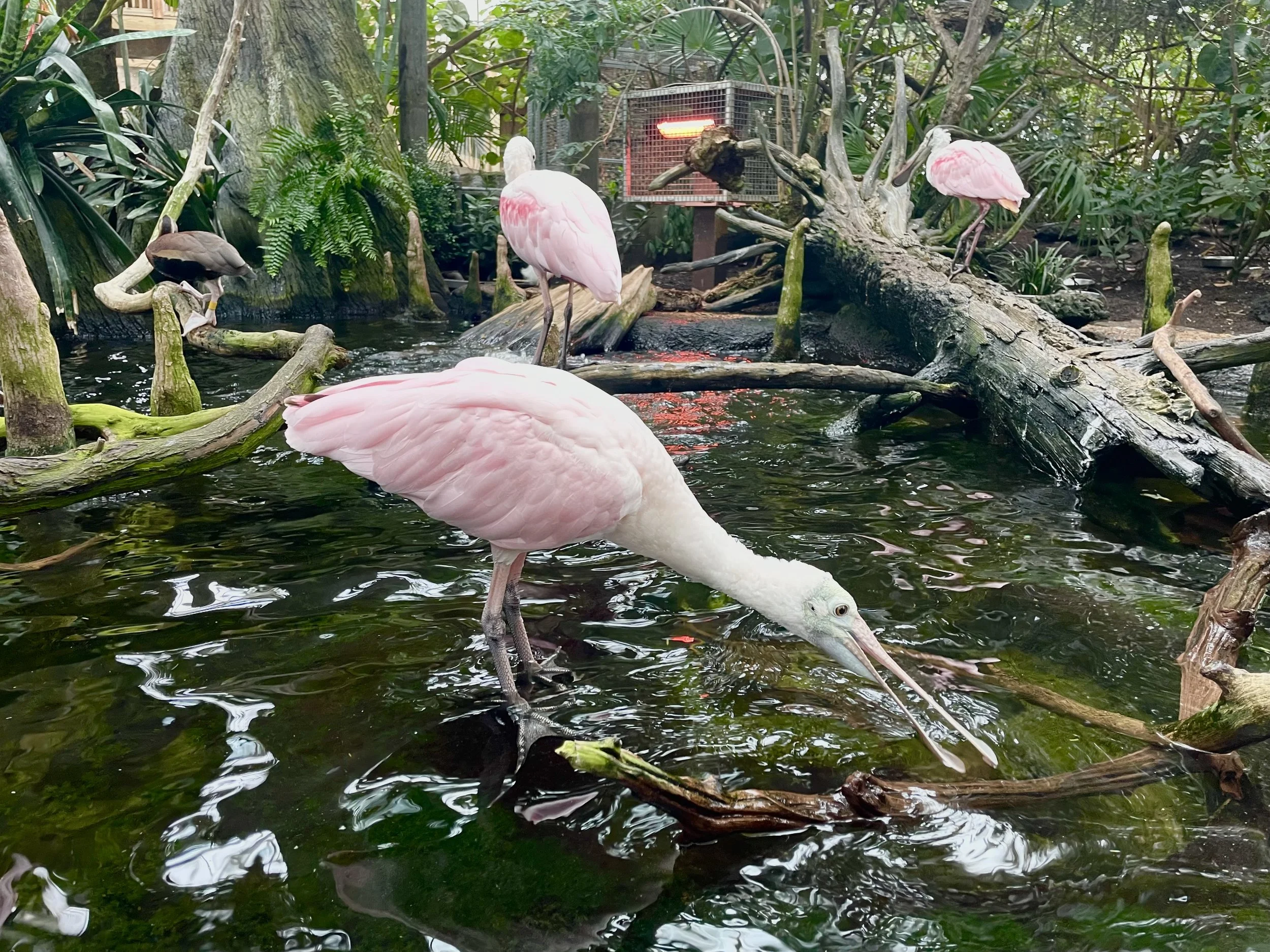flamingo.jpg