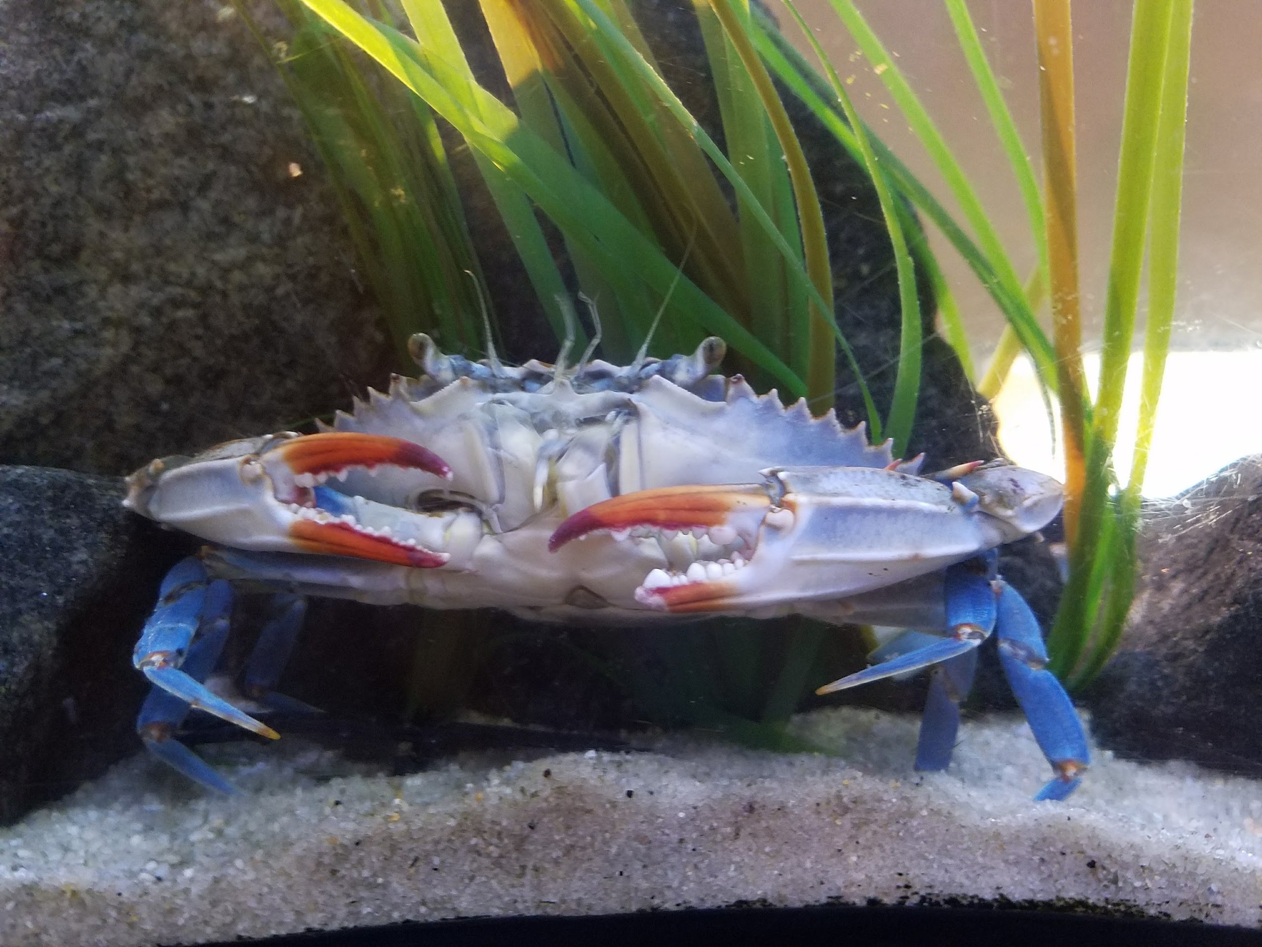crab.jpg