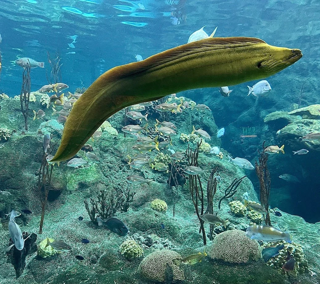 eel.jpg