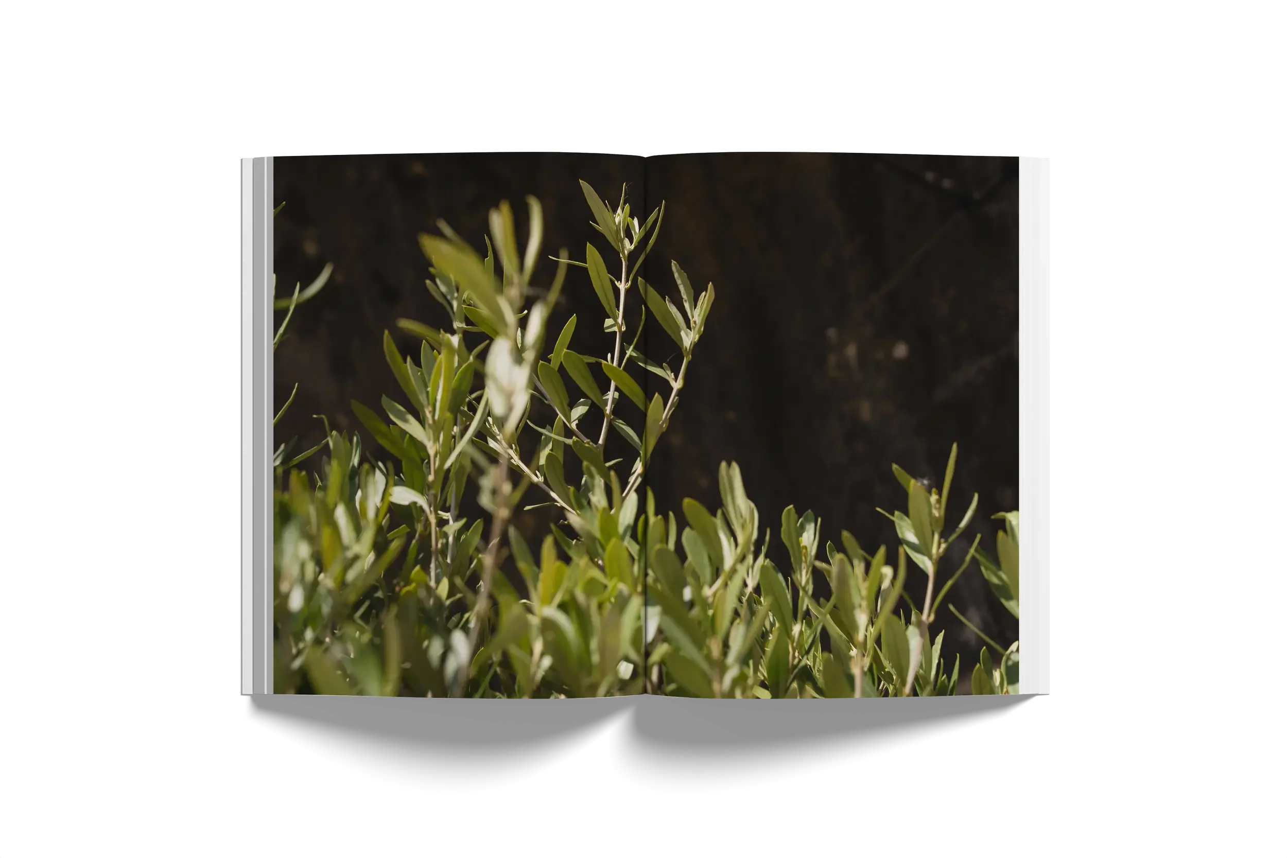 Visit Abitalia South Coast for contemporary interior design solutions across Poole, Dorset, Hampshire, and Surrey. We collaborate with luxury brands such as Flos for lighting, Bocci, Zampieri for kitchens, Rimadesio, Verzelloni, Talenti, and many mor