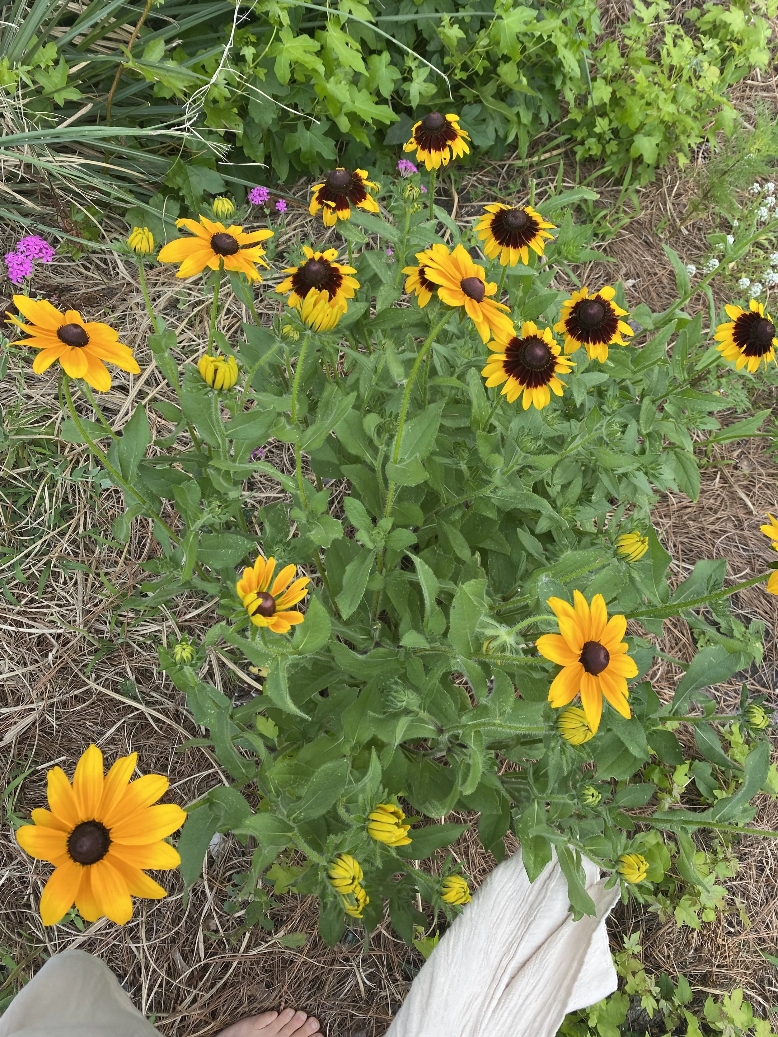 Black Eyed Susans