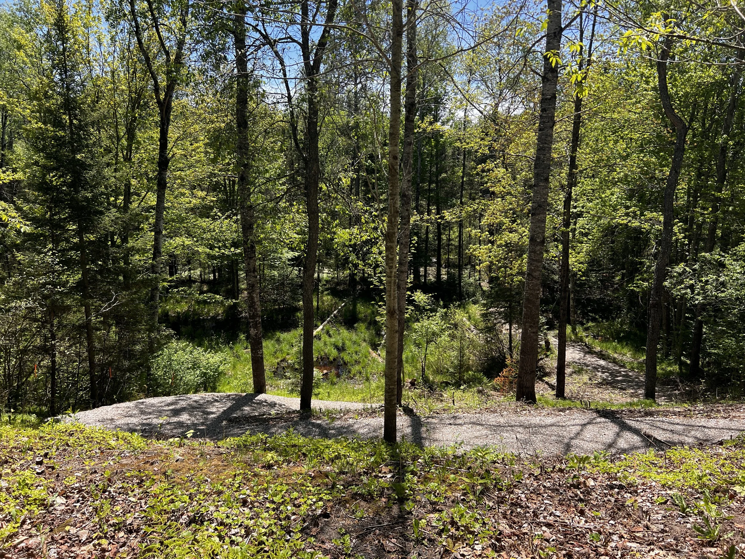 Overlooking the path that leads to lake access